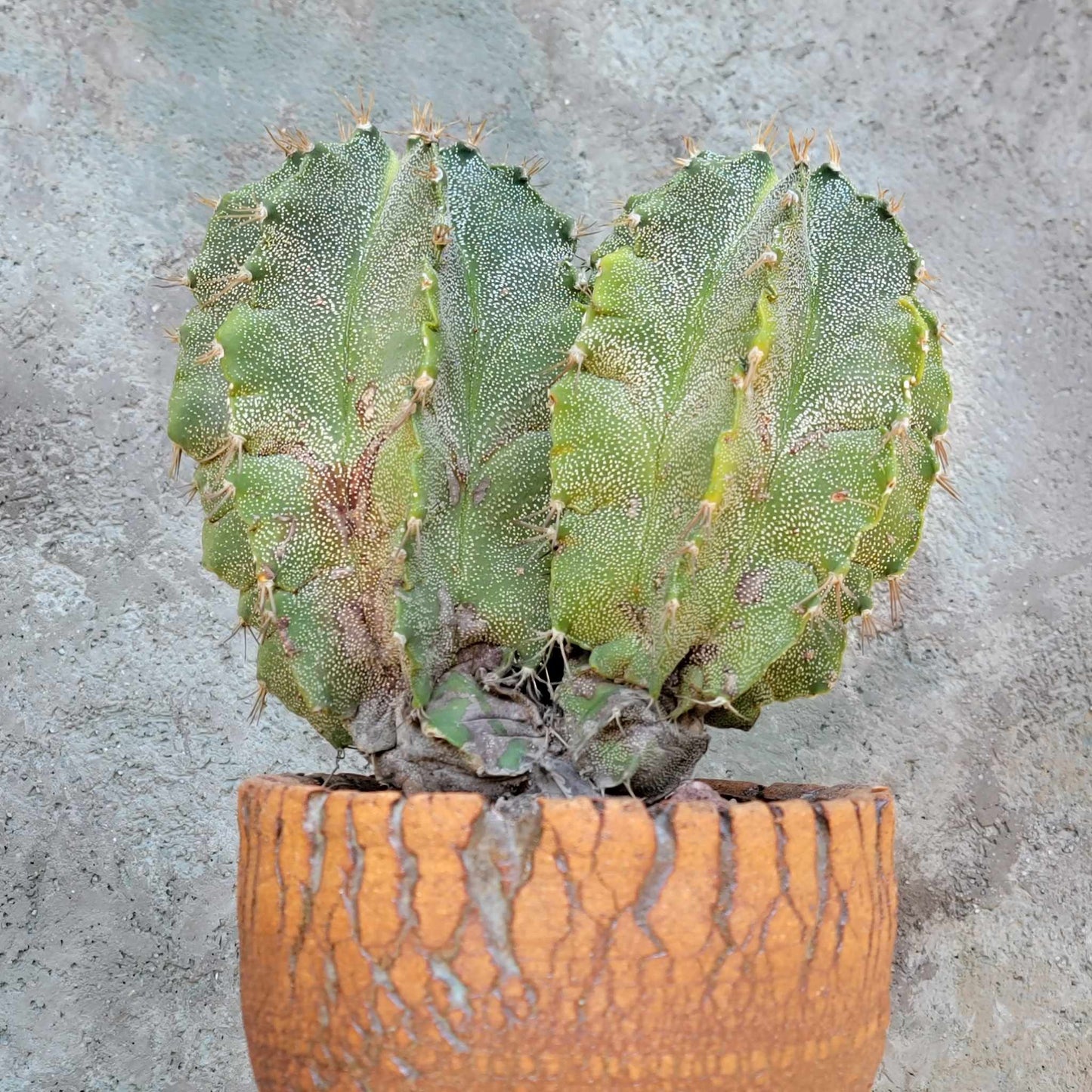 Astrophytum Ornatum - Double Head