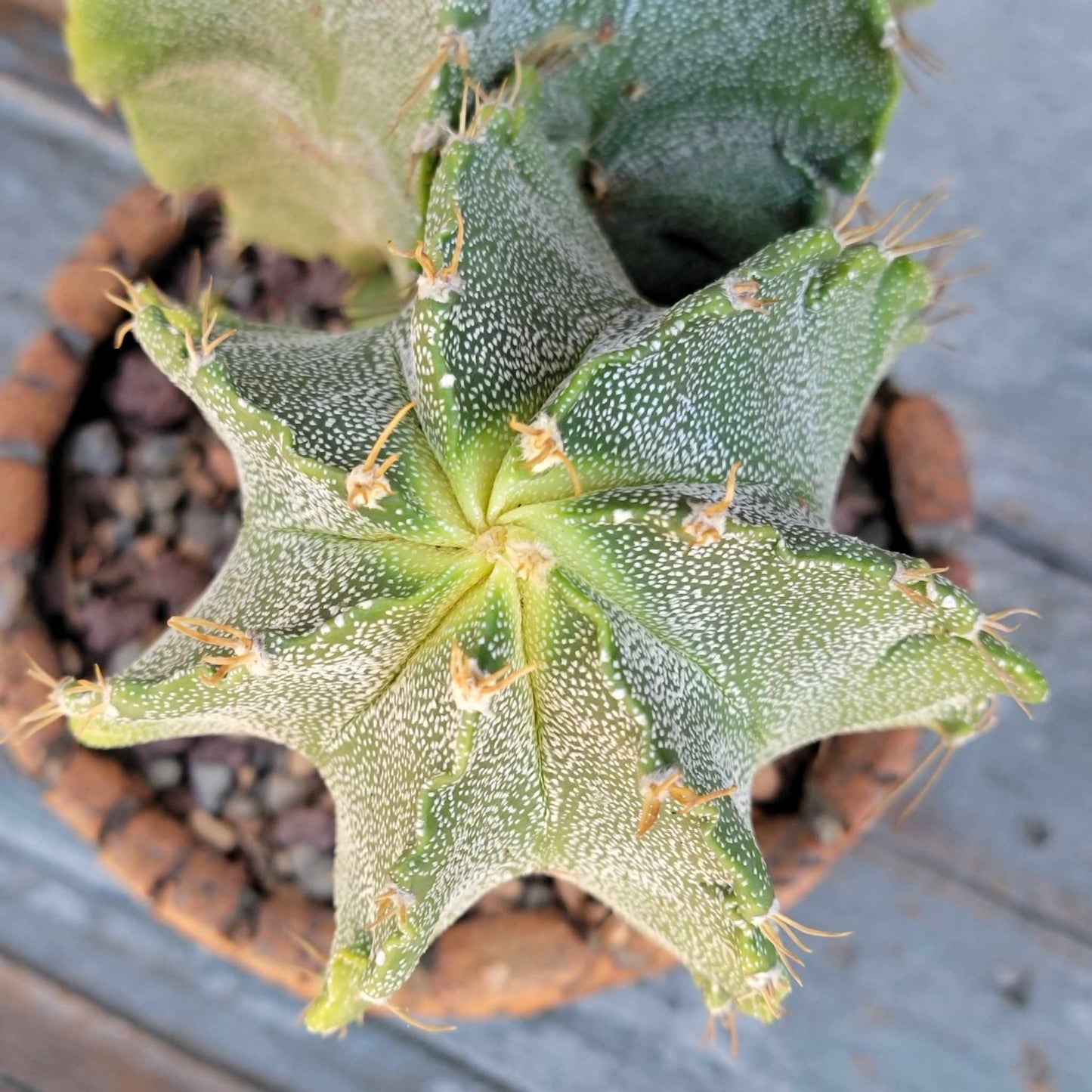Astrophytum Ornatum - Double Head
