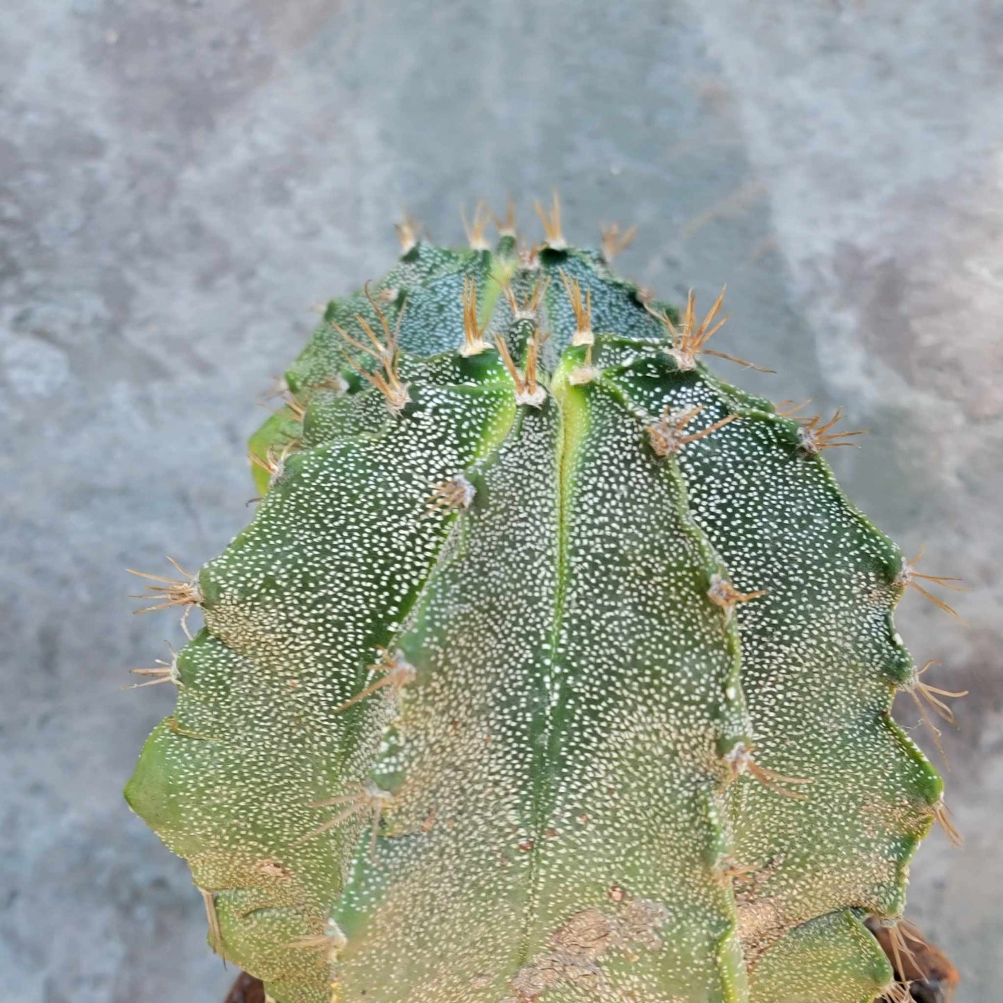 Astrophytum Ornatum - Double Head