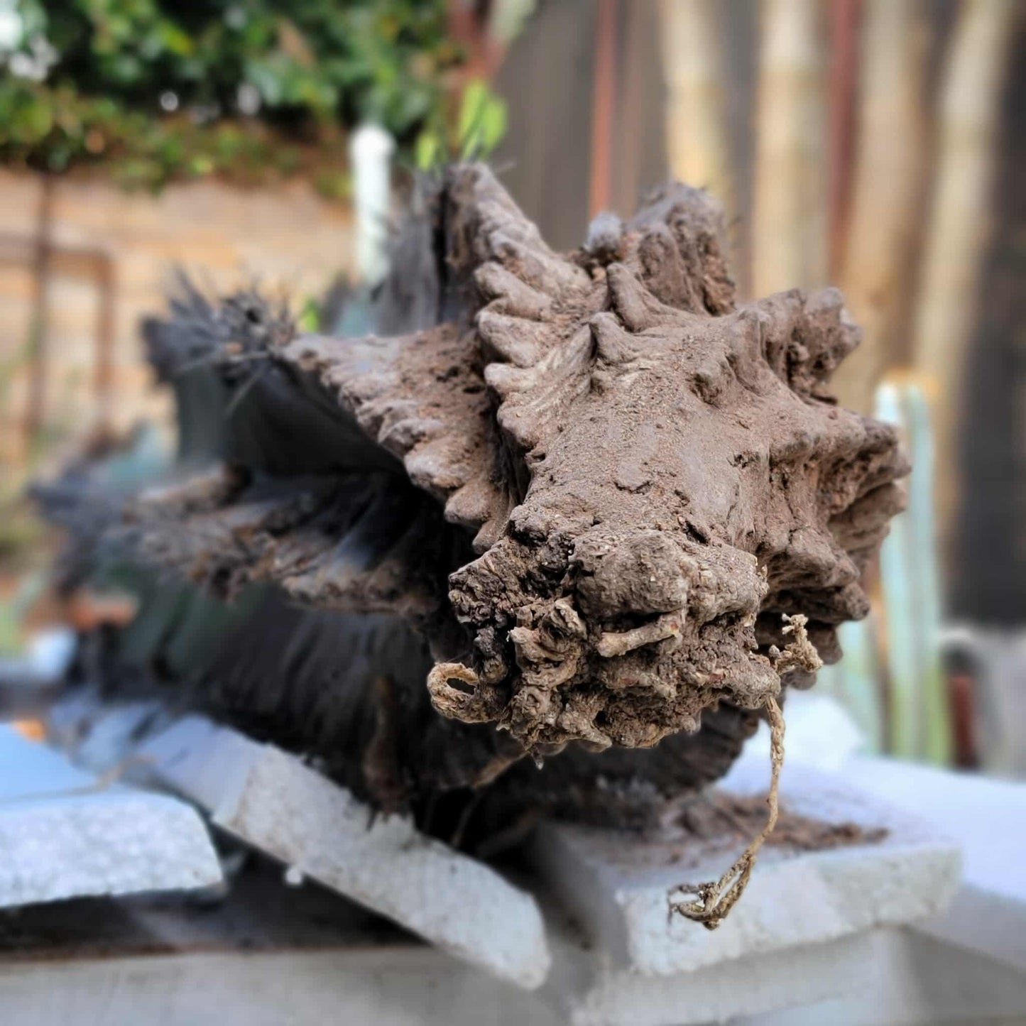 Astrophytum Ornatum - Over 50 Years Old - HUGE - 40" Tall - Very Rare