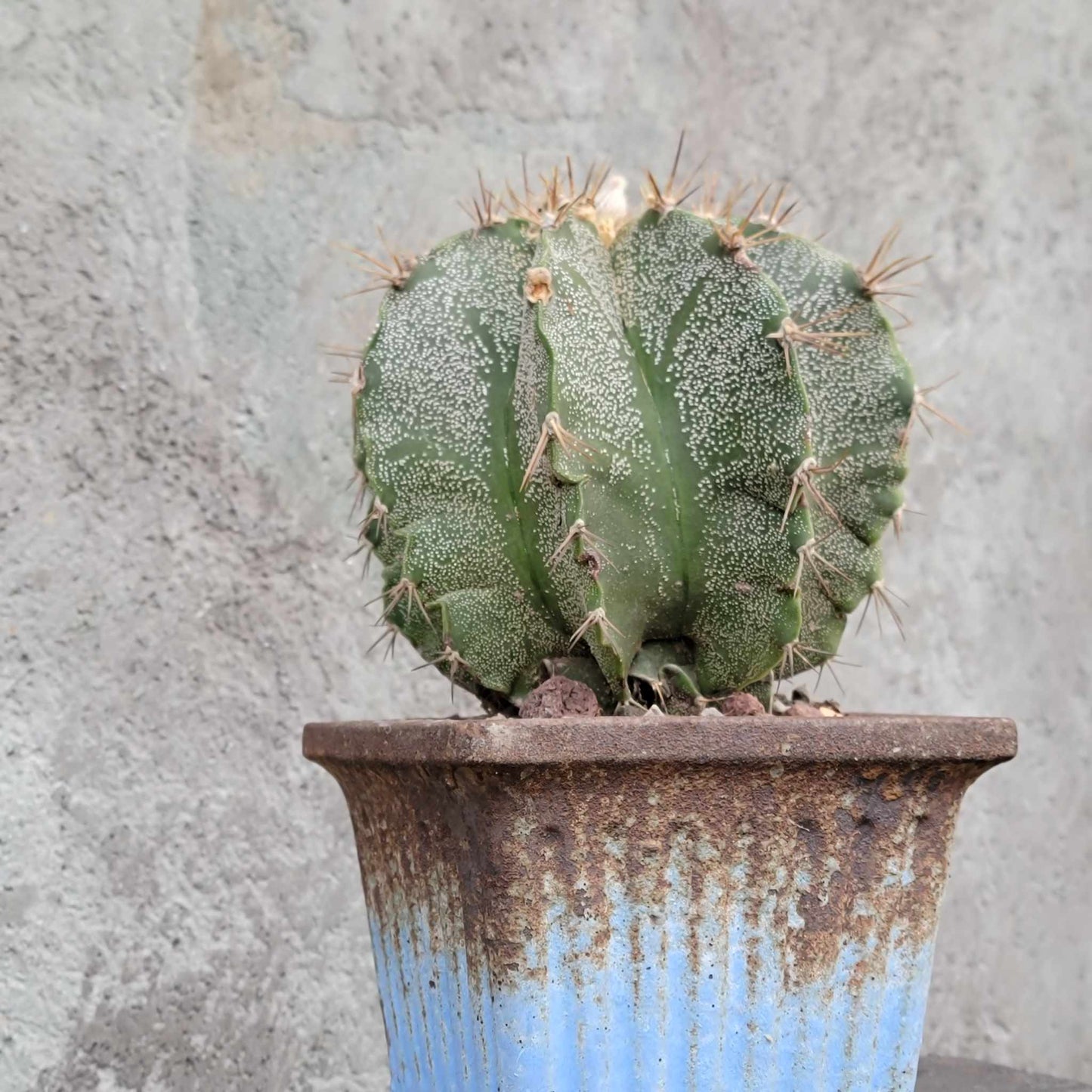 Astrophytum Ornatum