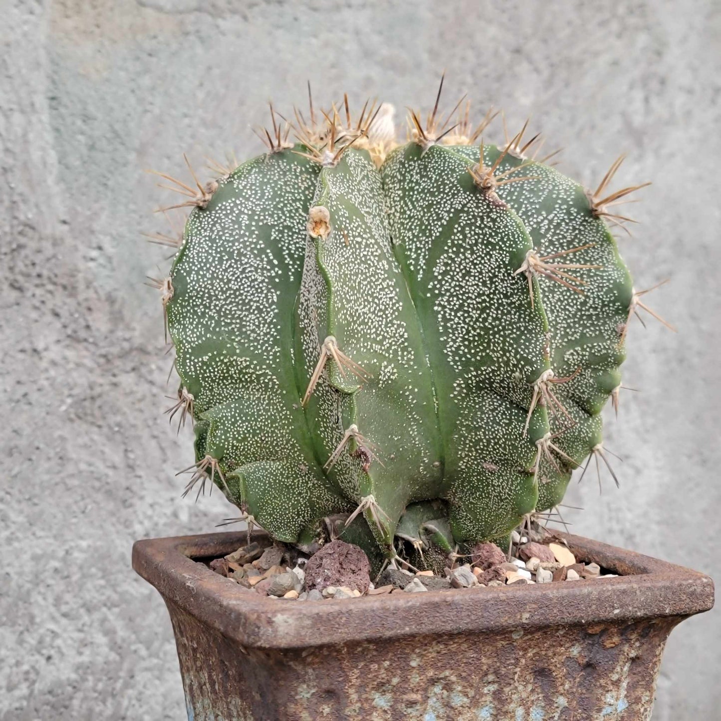 Astrophytum Ornatum