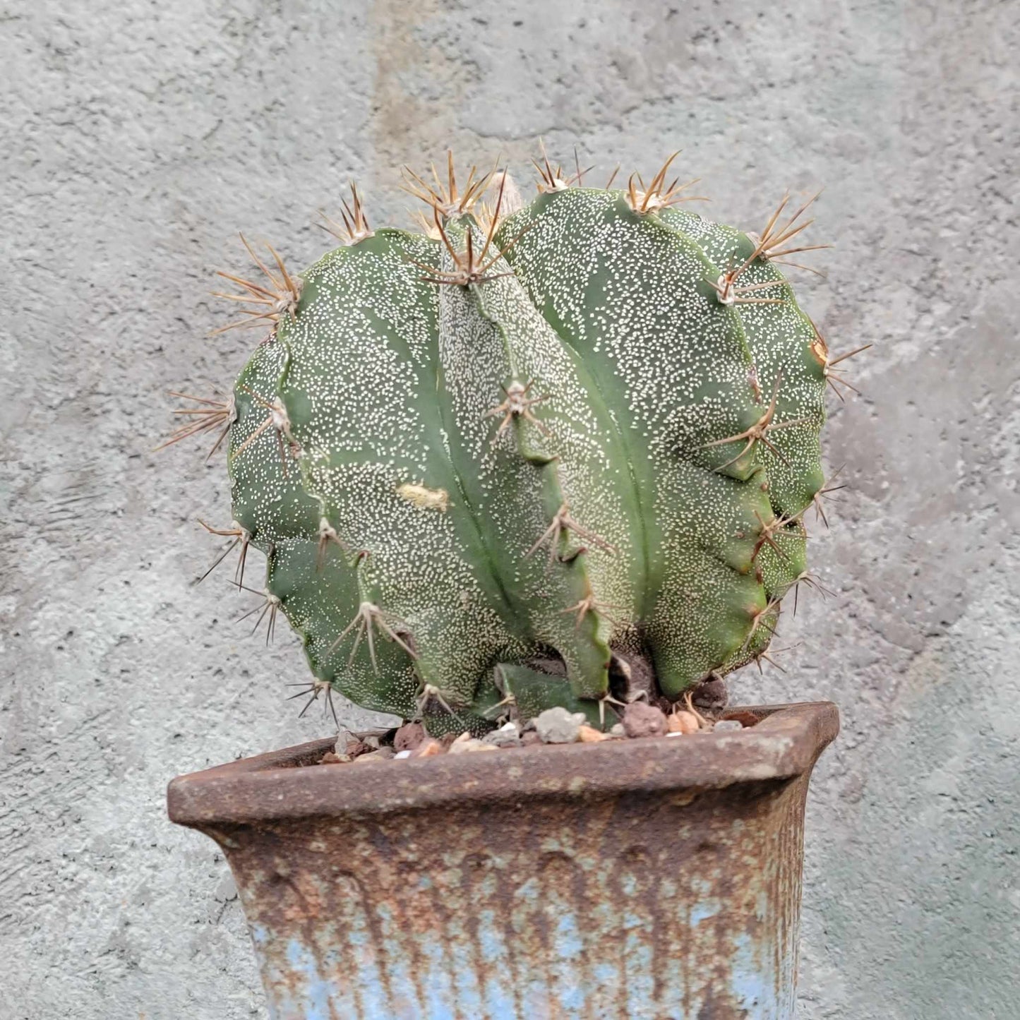 Astrophytum Ornatum