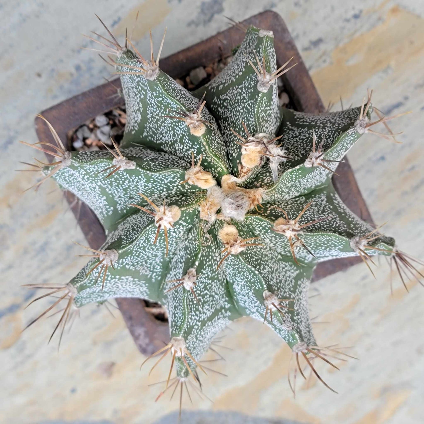 Astrophytum Ornatum