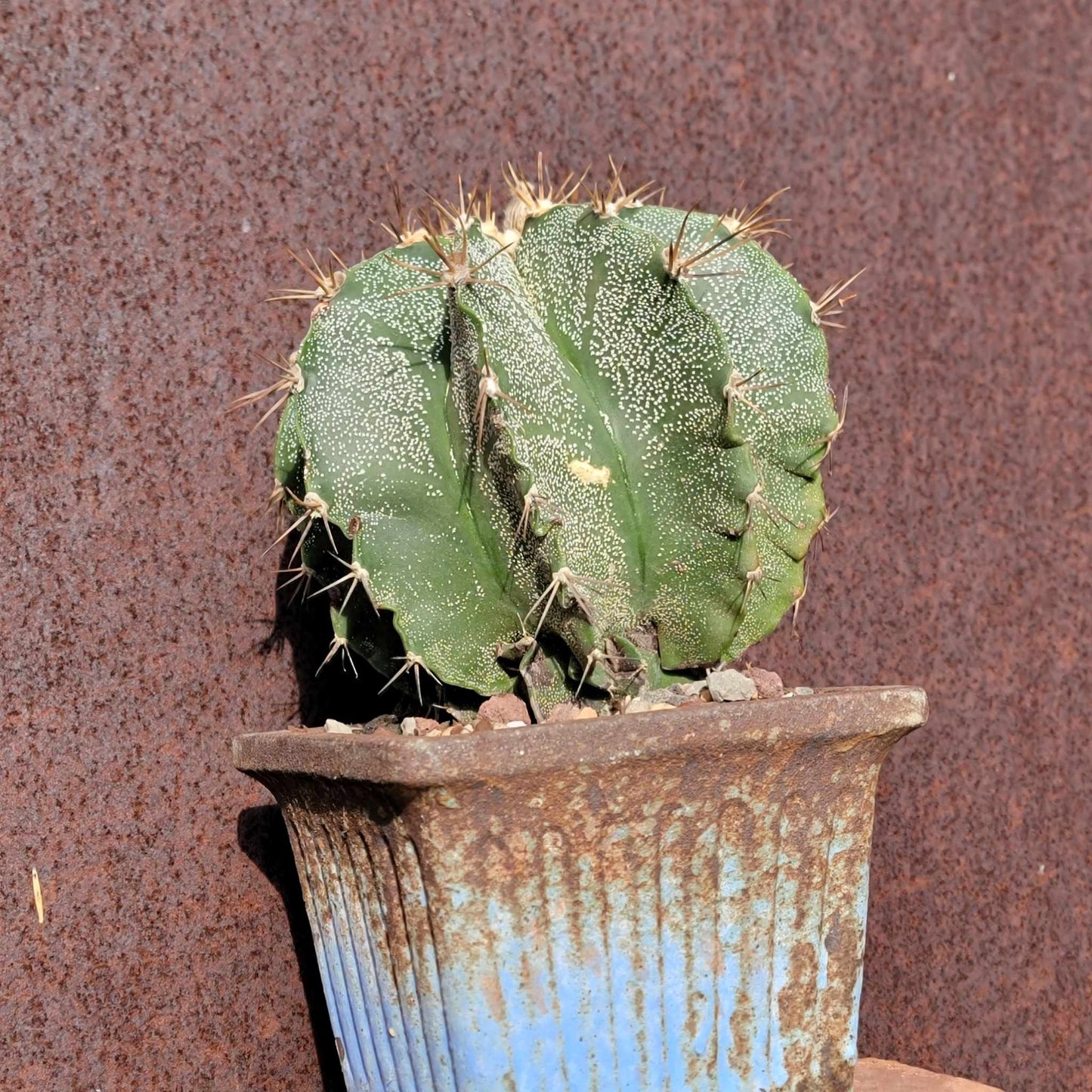 Astrophytum Ornatum