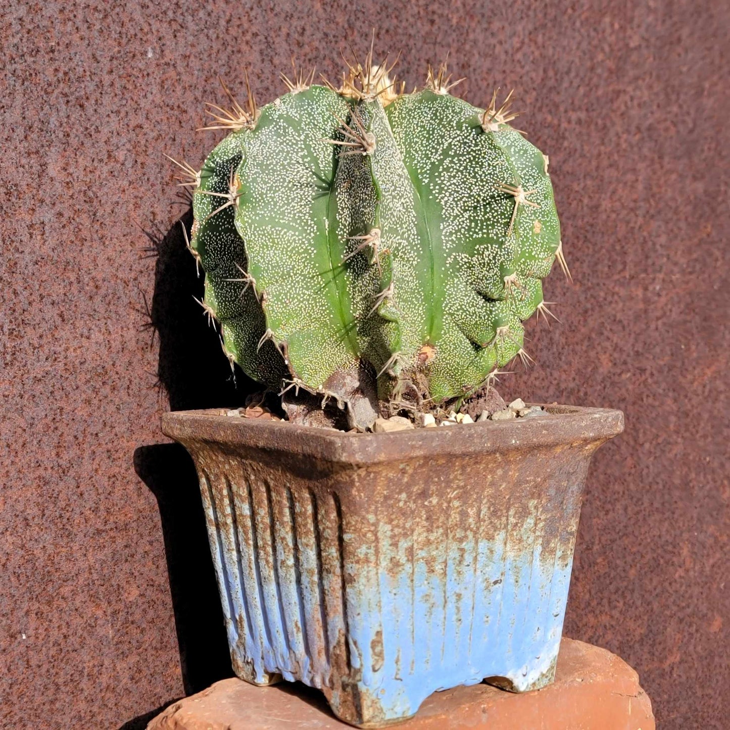 Astrophytum Ornatum