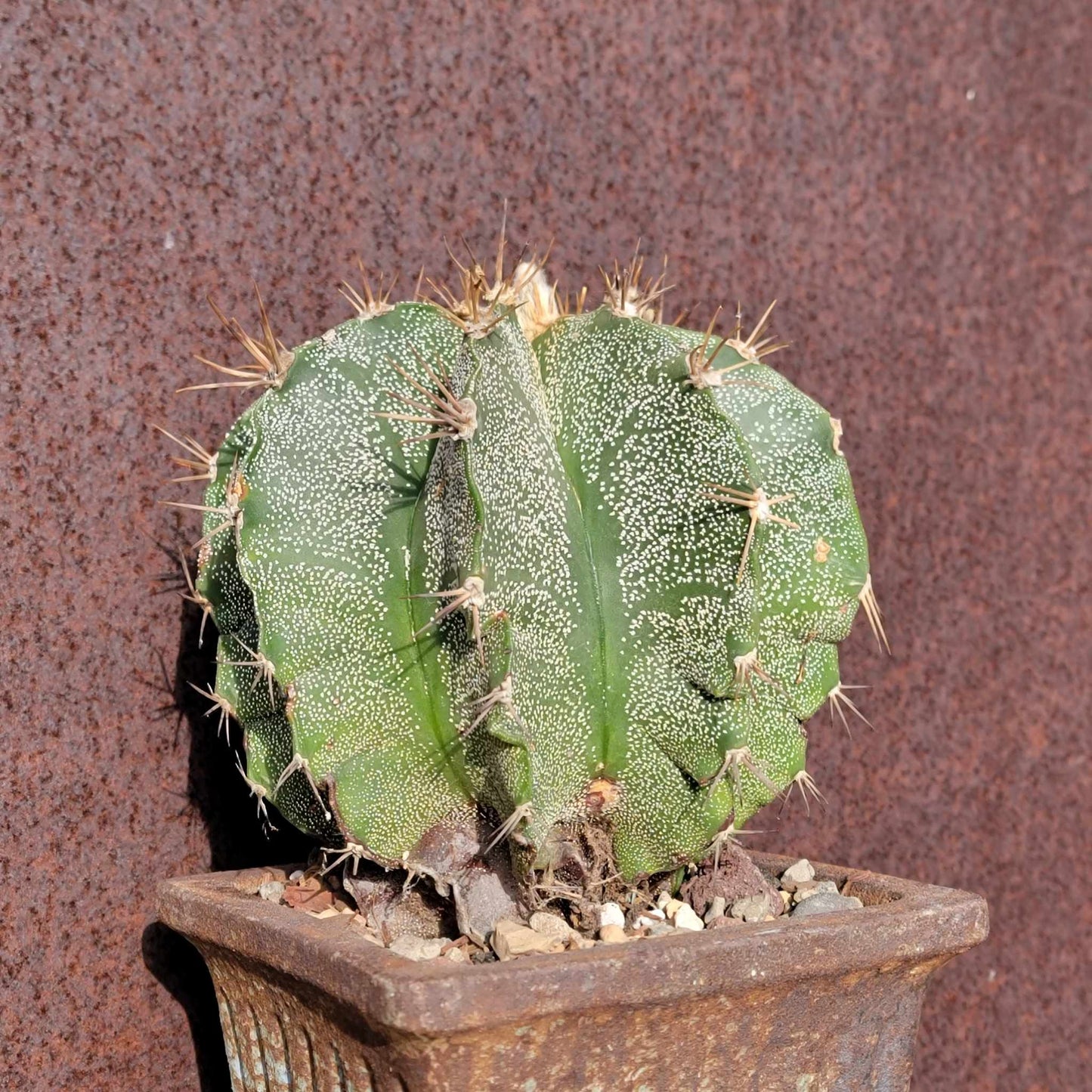 Astrophytum Ornatum