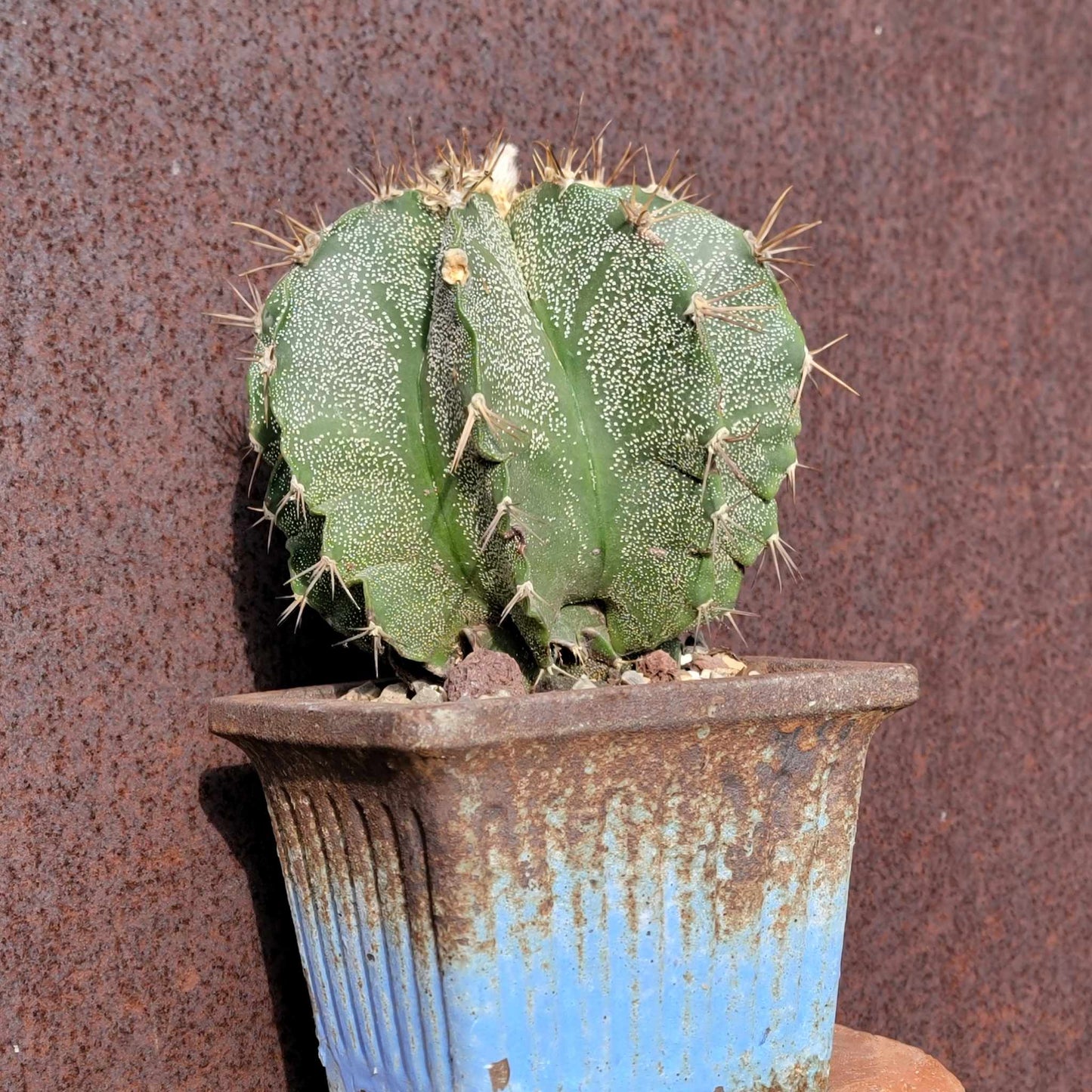 Astrophytum Ornatum