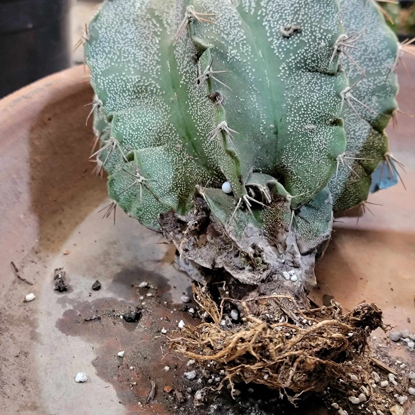 Astrophytum Ornatum