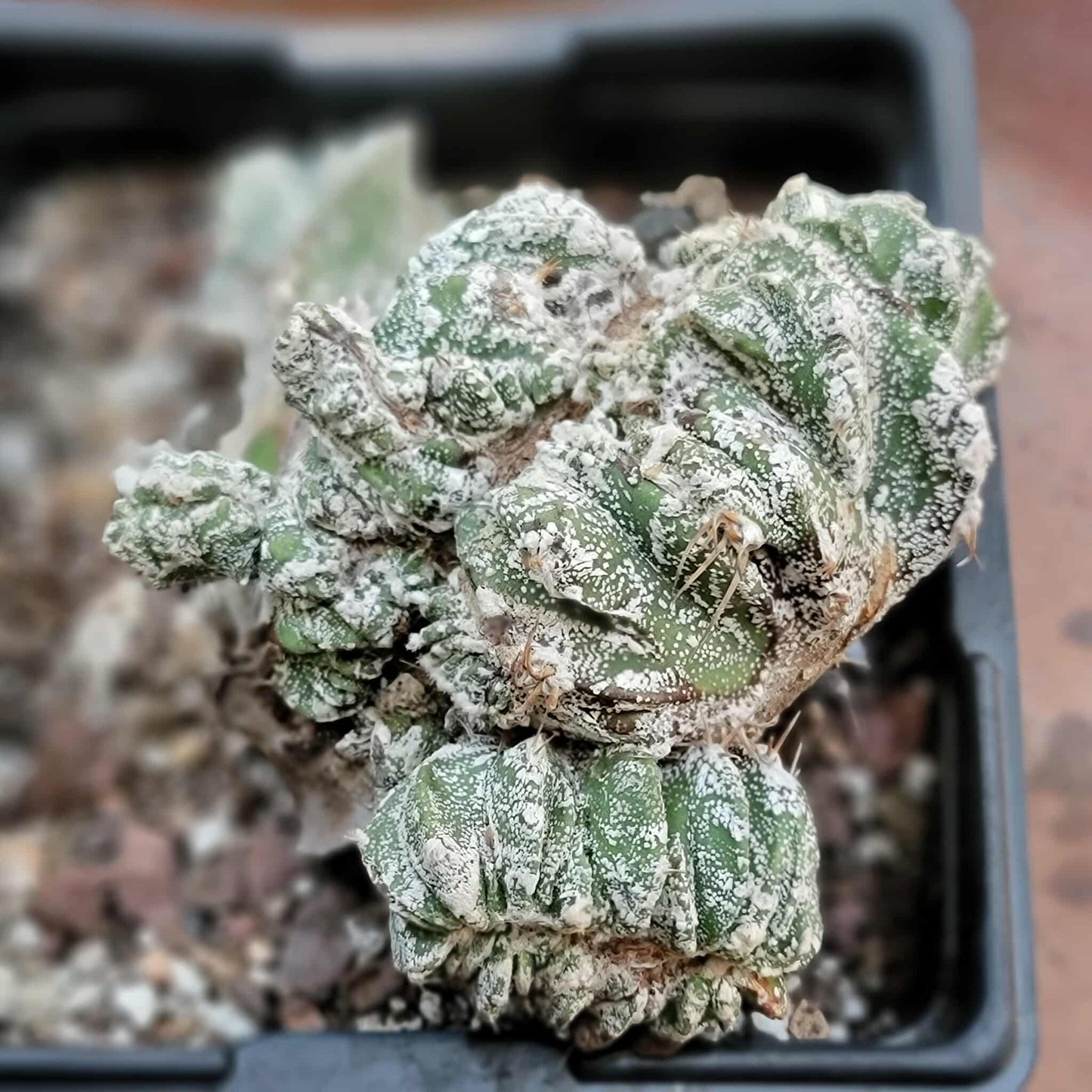 Astrophytum Ornatum cristata