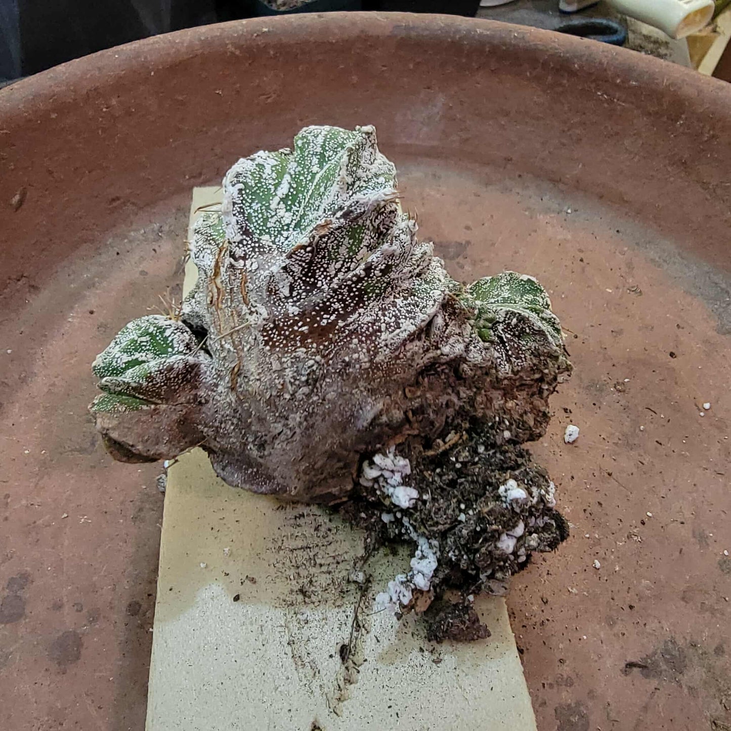 Astrophytum Ornatum cristata