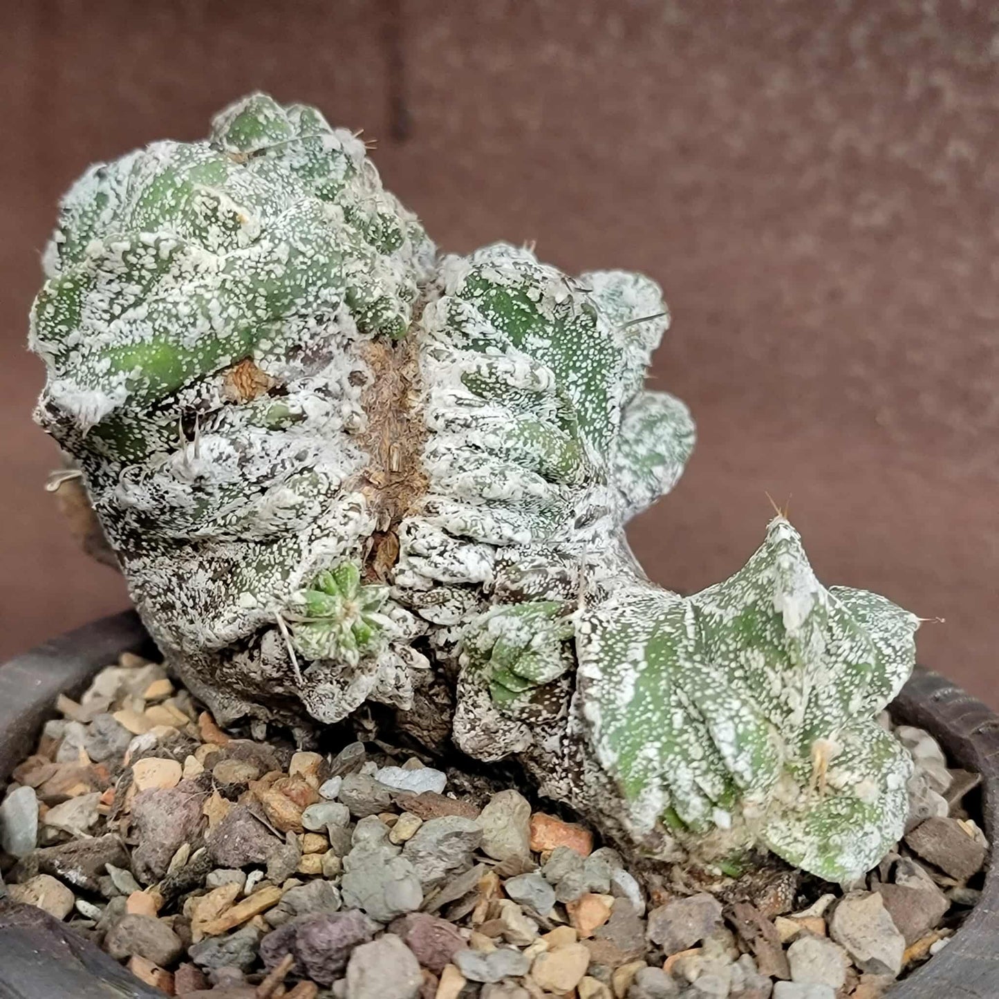 Astrophytum Ornatum cristata