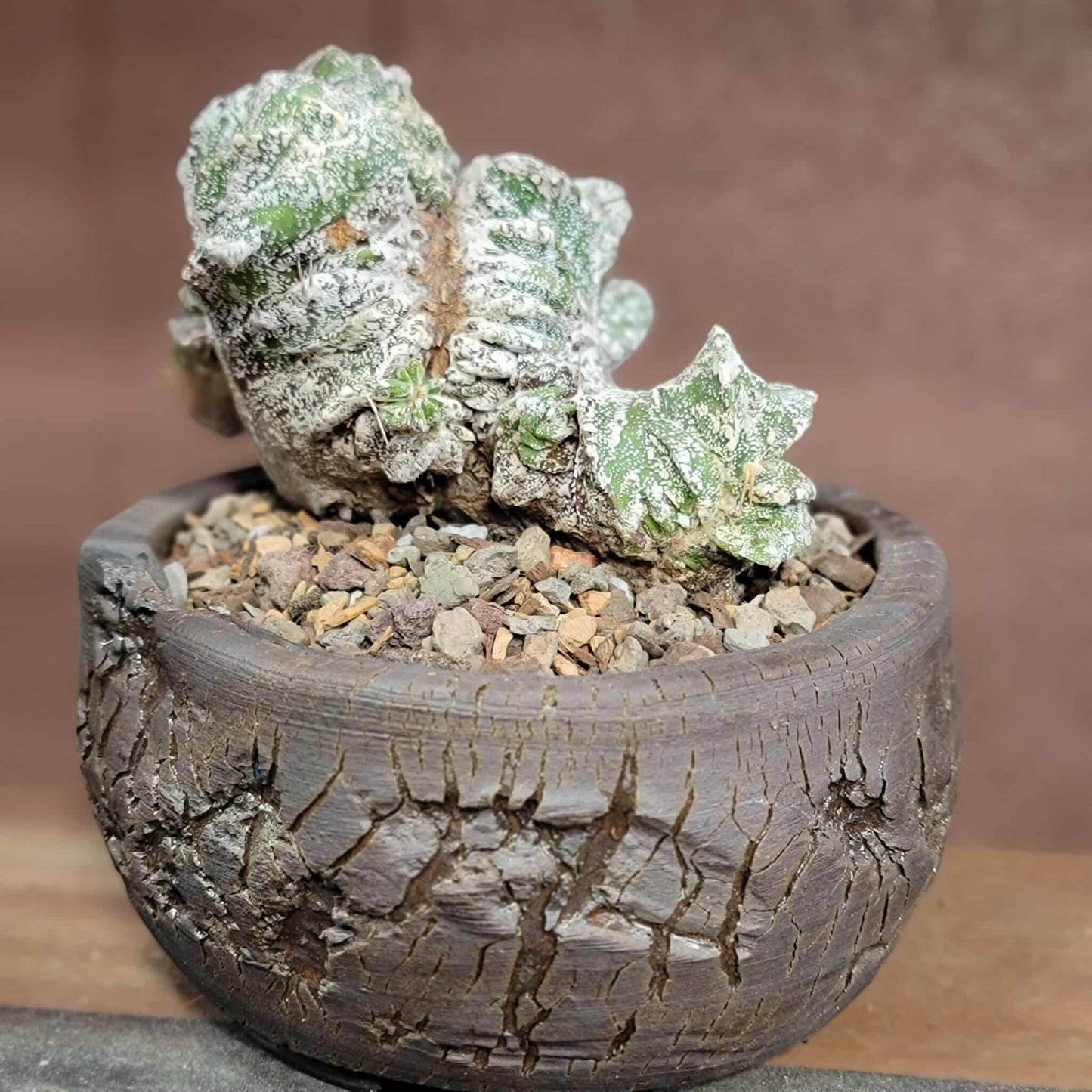 Astrophytum Ornatum cristata