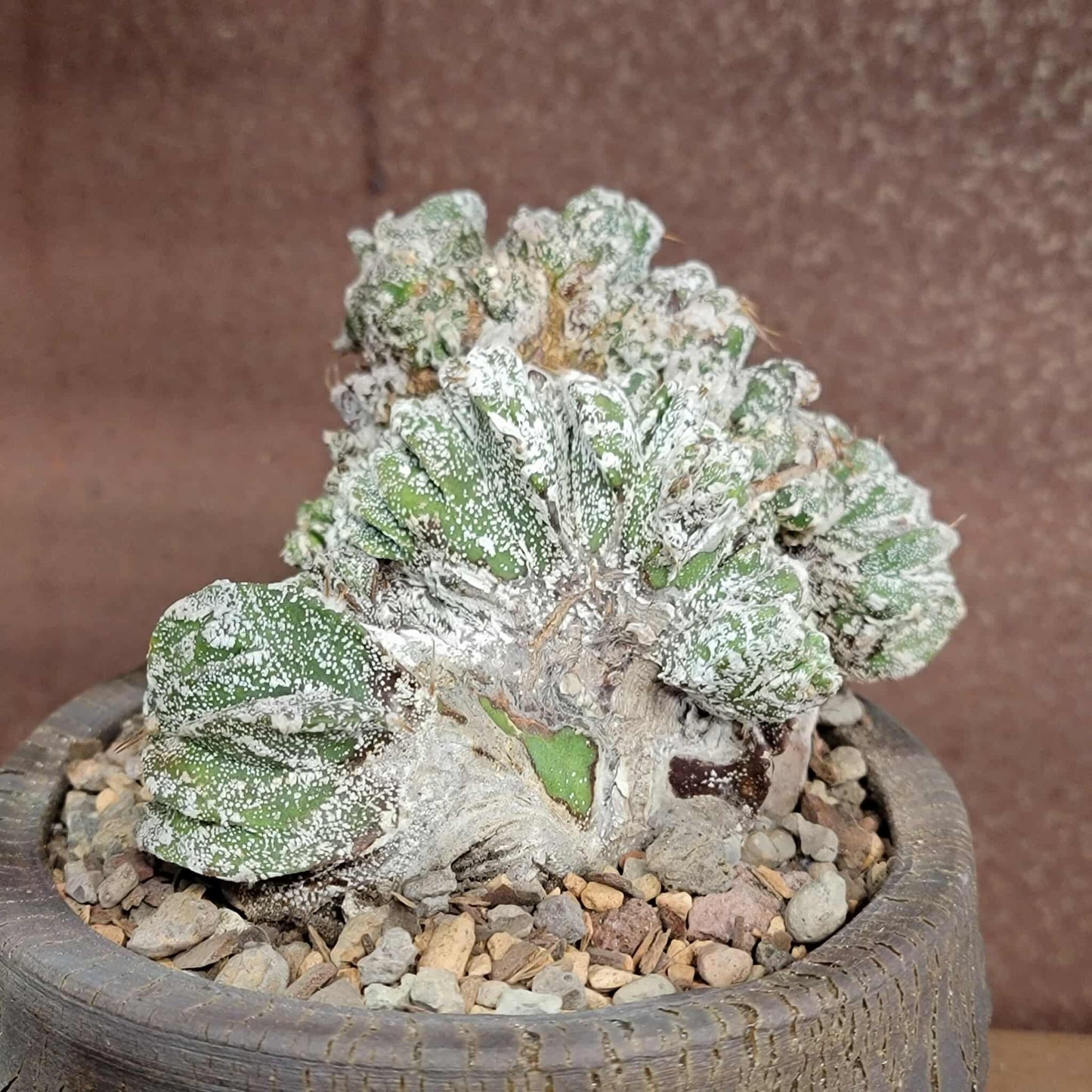 Astrophytum Ornatum cristata