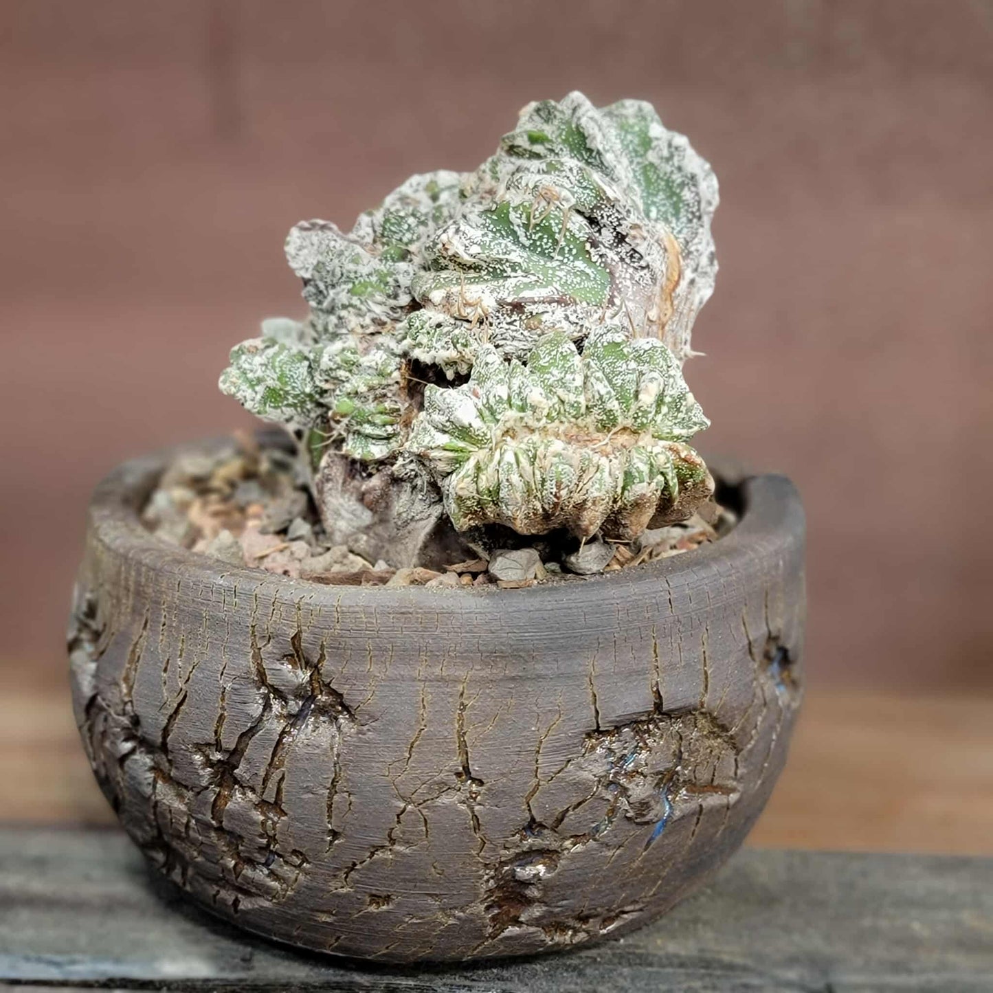 Astrophytum Ornatum cristata