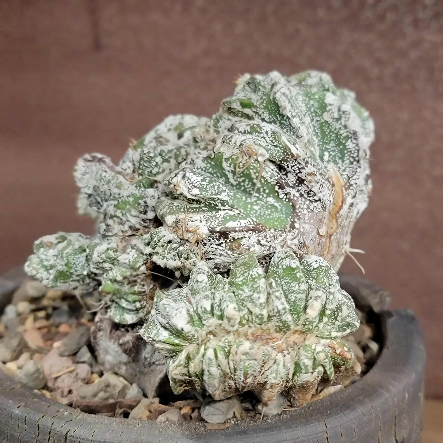 Astrophytum Ornatum cristata