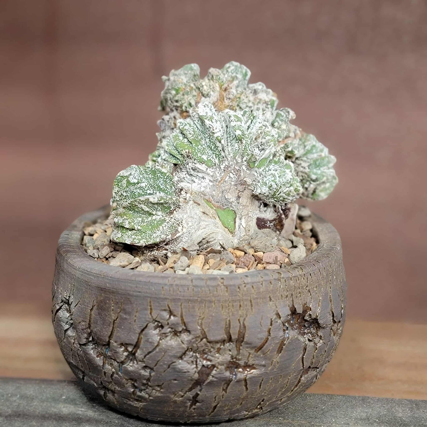 Astrophytum Ornatum cristata