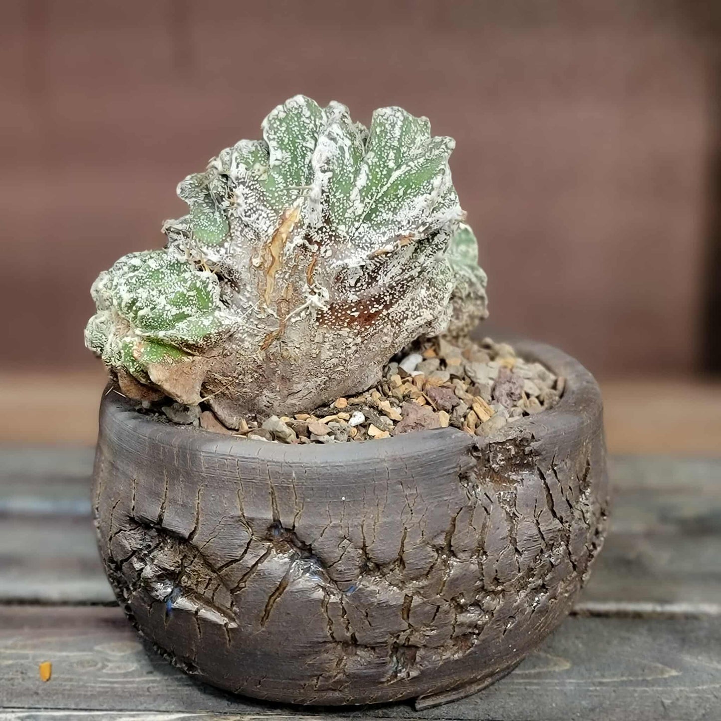 Astrophytum Ornatum cristata