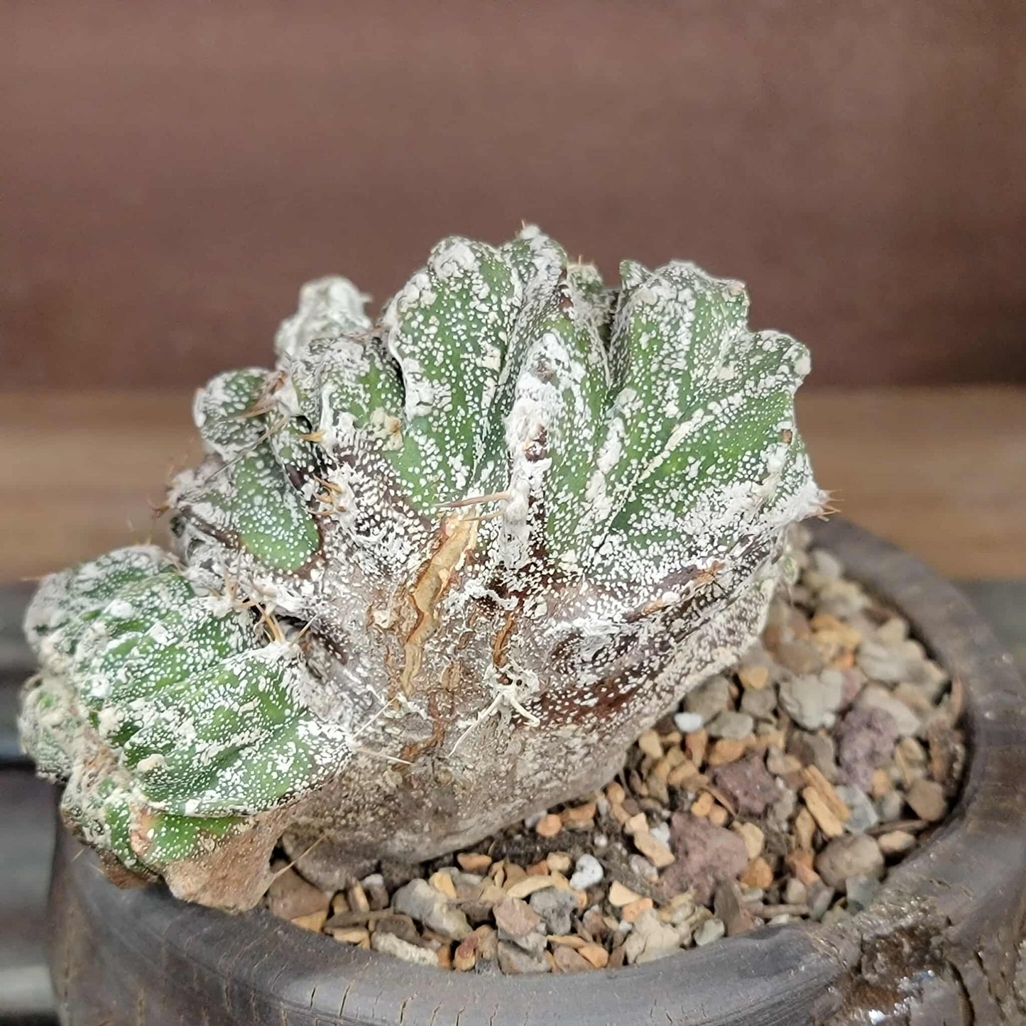 Astrophytum Ornatum cristata