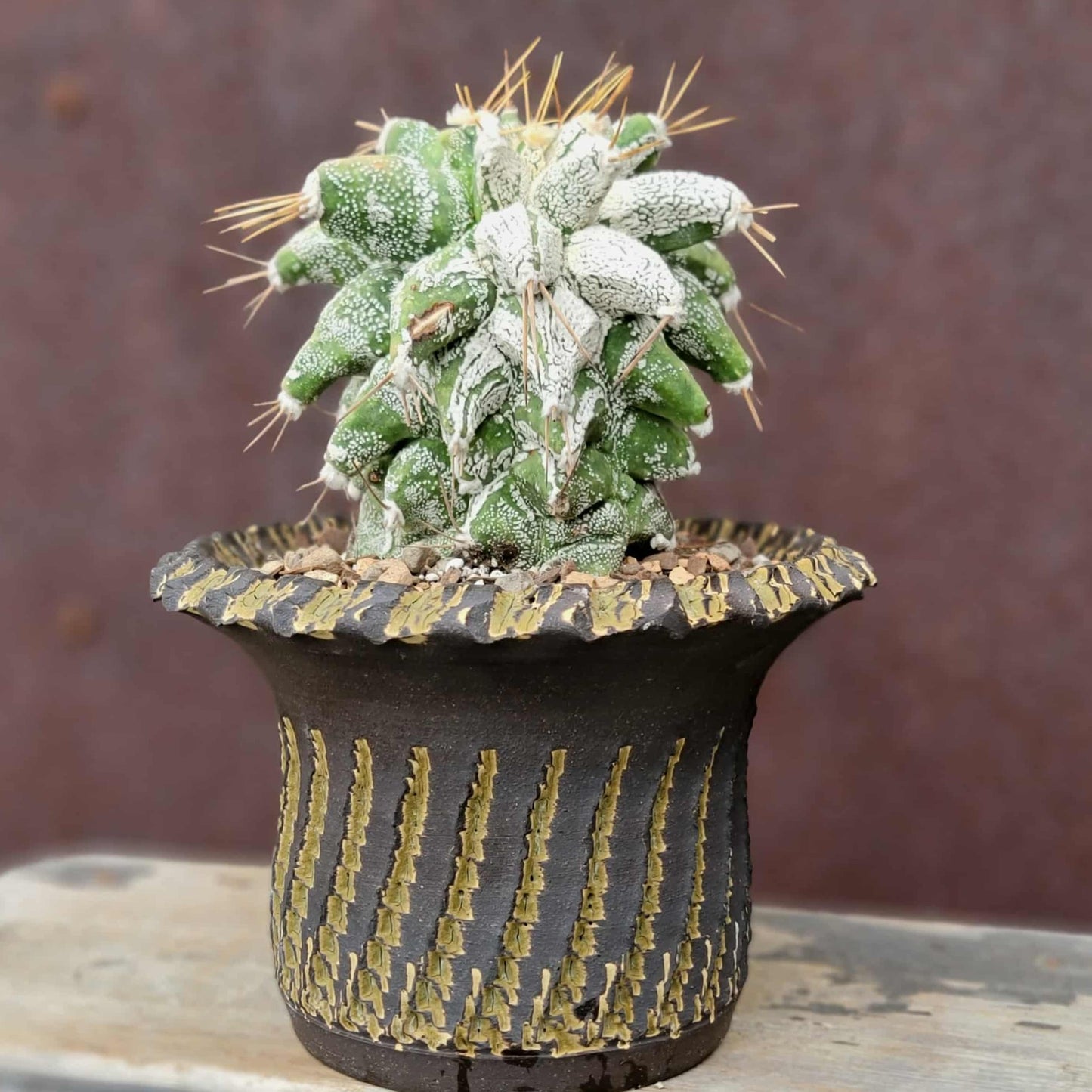Astrophytum Ornatum cv. Kikko