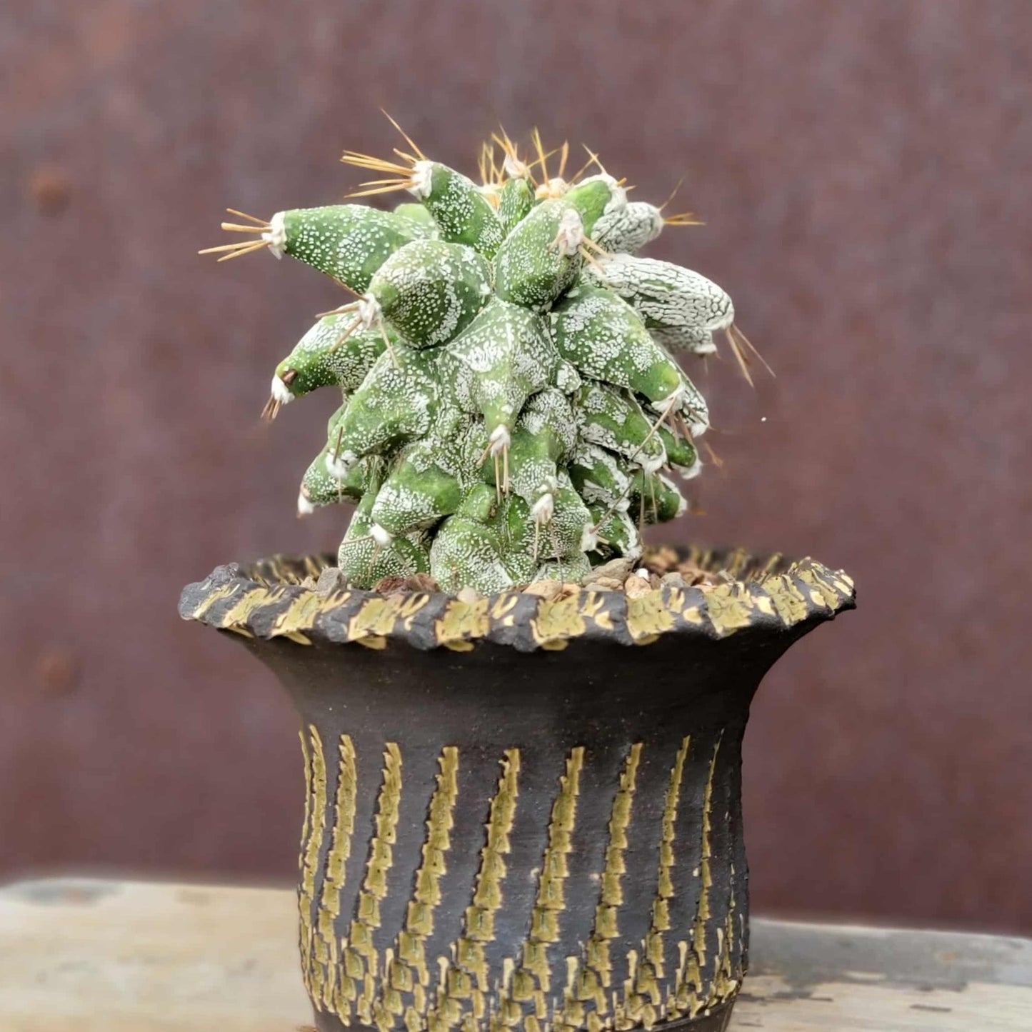 Astrophytum Ornatum cv. Kikko