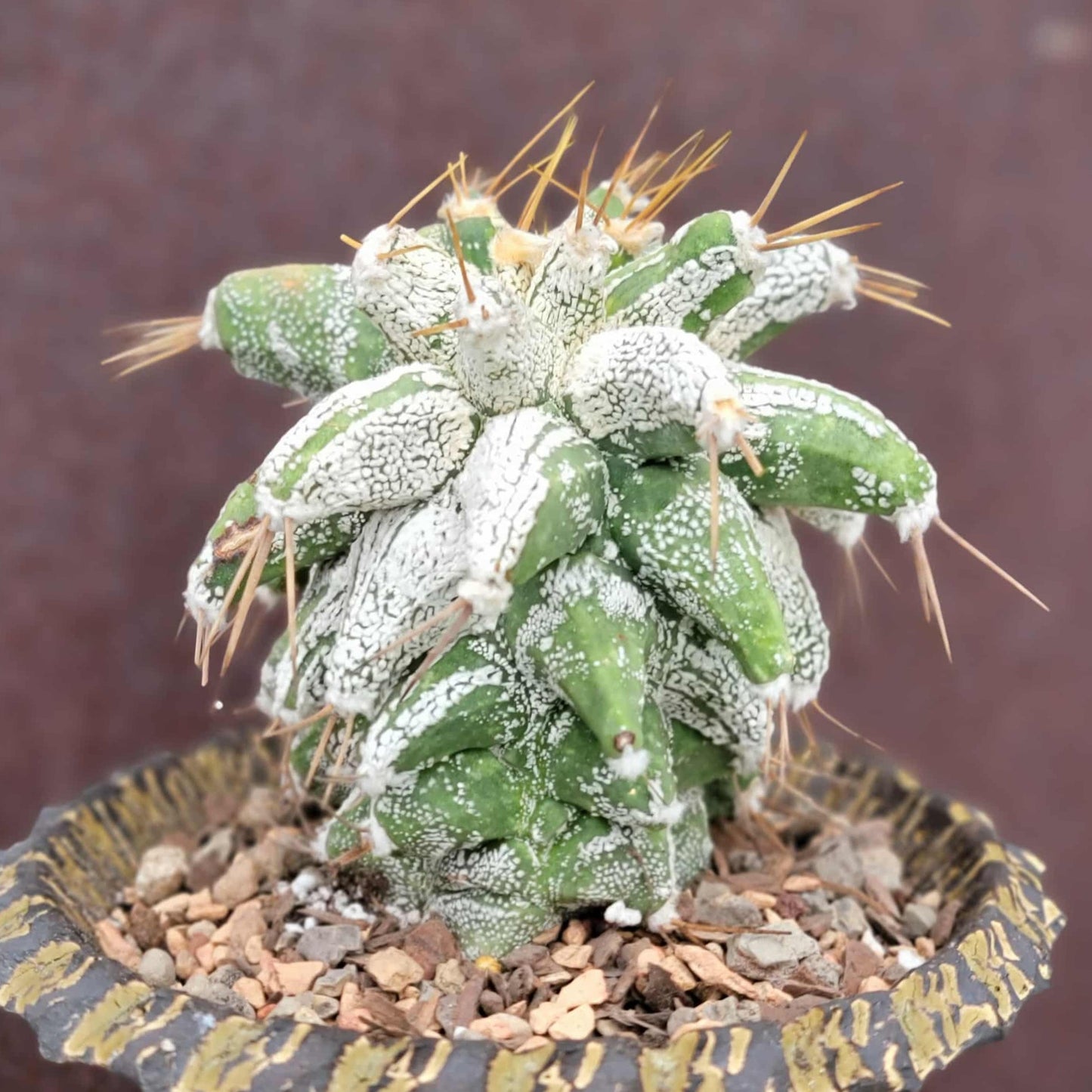 Astrophytum Ornatum cv. Kikko