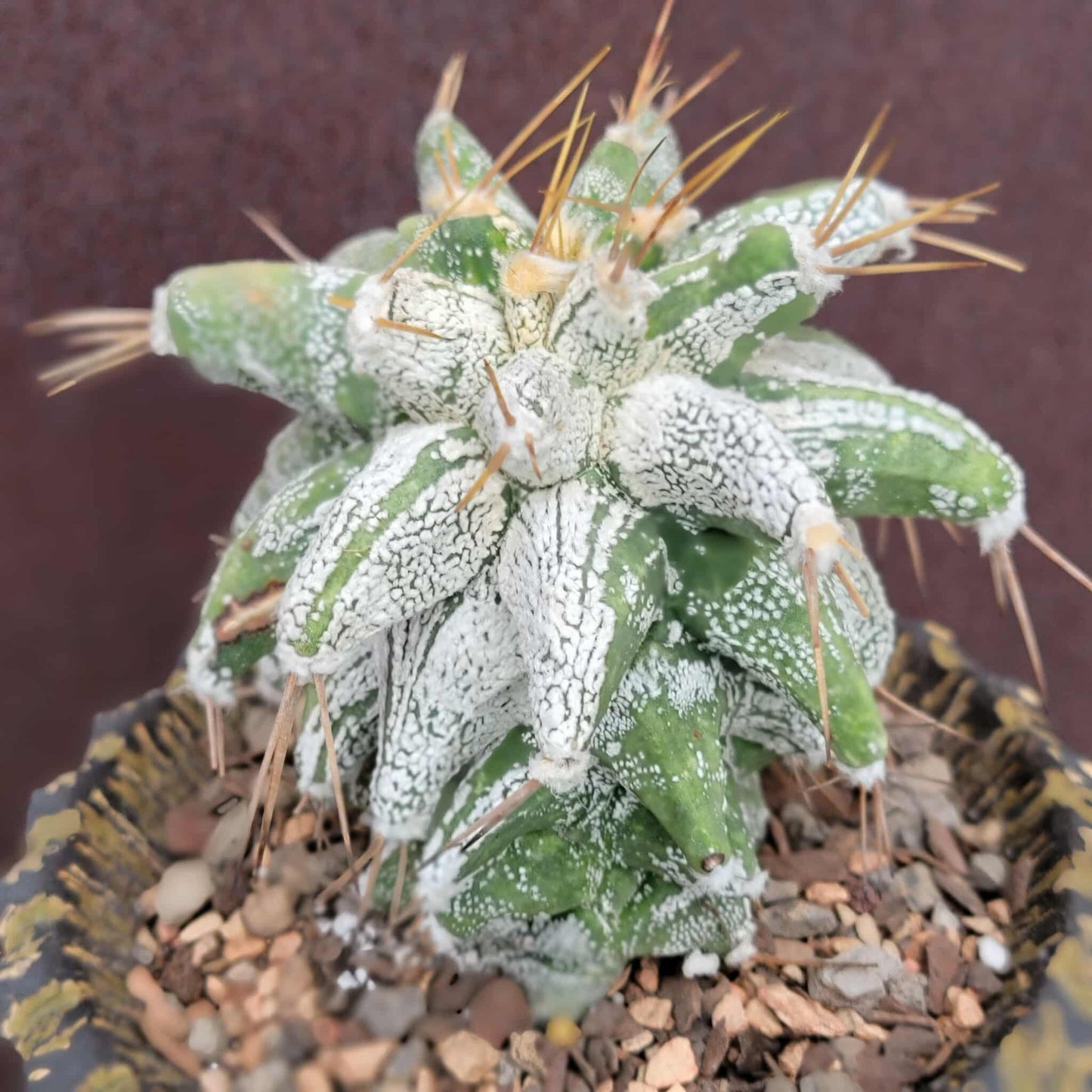 Astrophytum Ornatum cv. Kikko