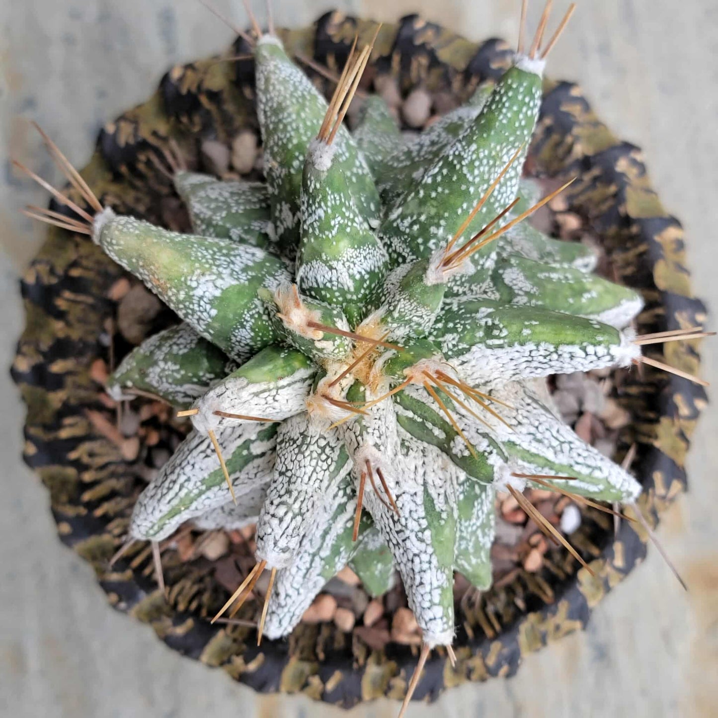Astrophytum Ornatum cv. Kikko