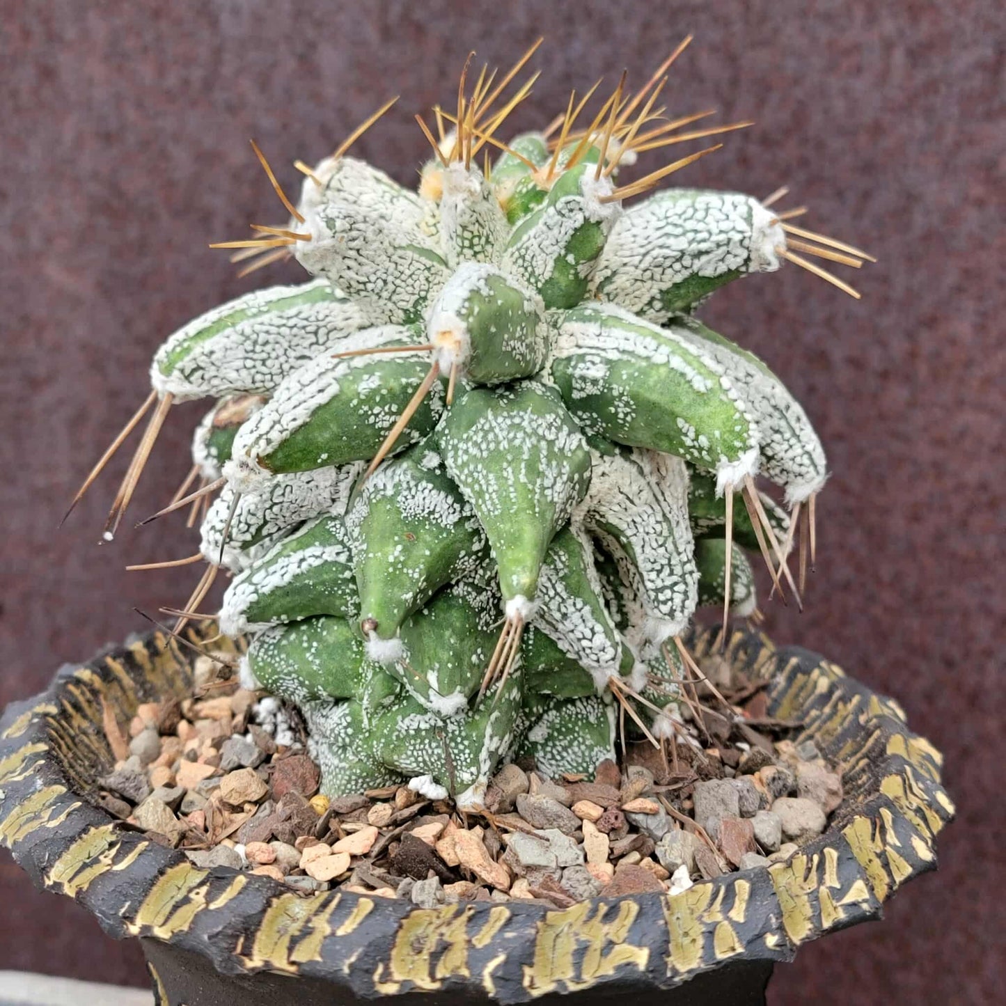 Astrophytum Ornatum cv. Kikko