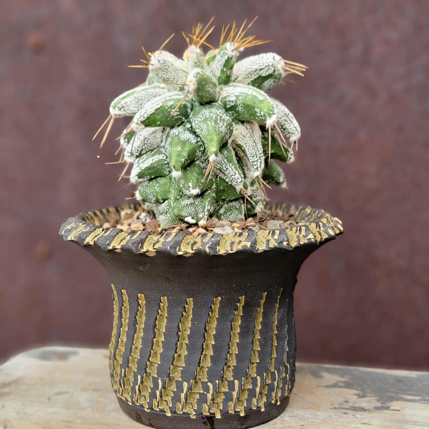 Astrophytum Ornatum cv. Kikko