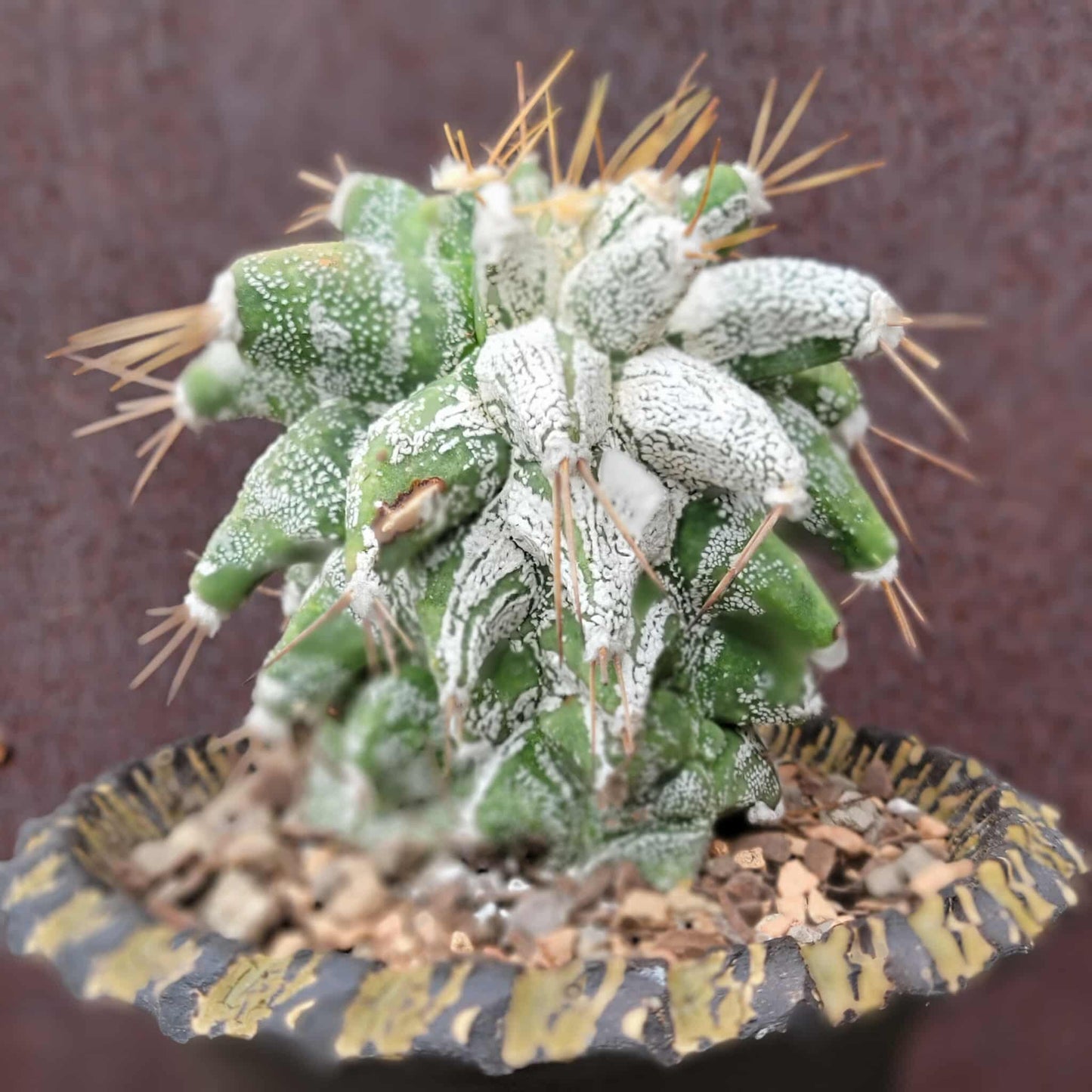 Astrophytum Ornatum cv. Kikko