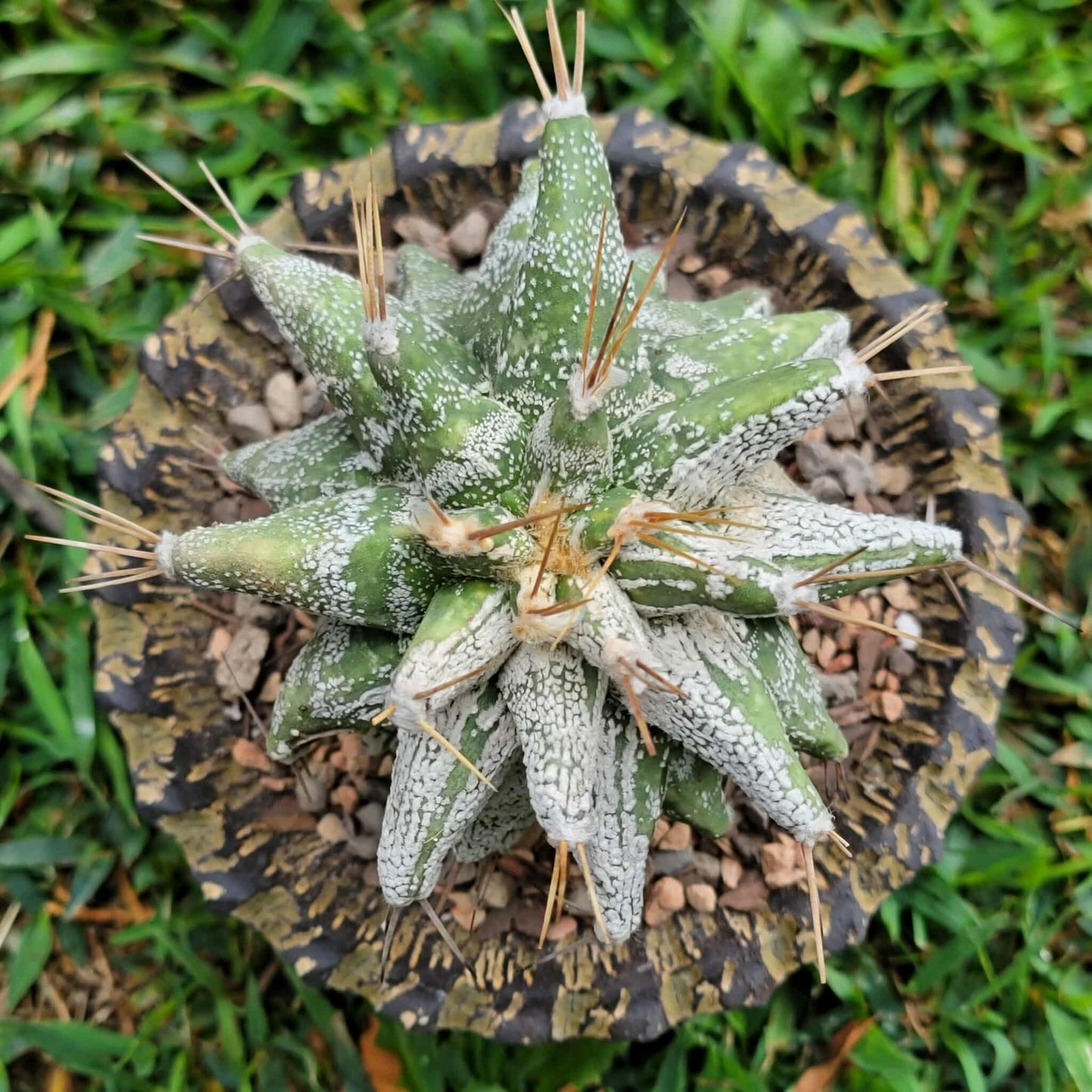 Astrophytum Ornatum cv. Kikko
