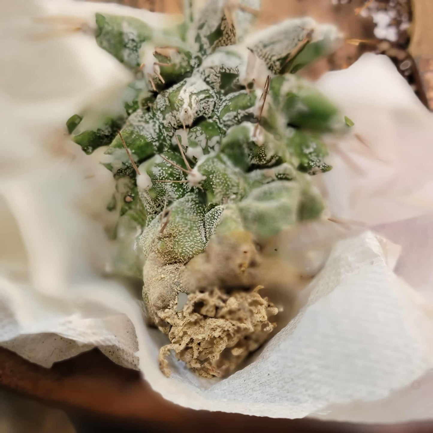 Astrophytum Ornatum cv. Kikko
