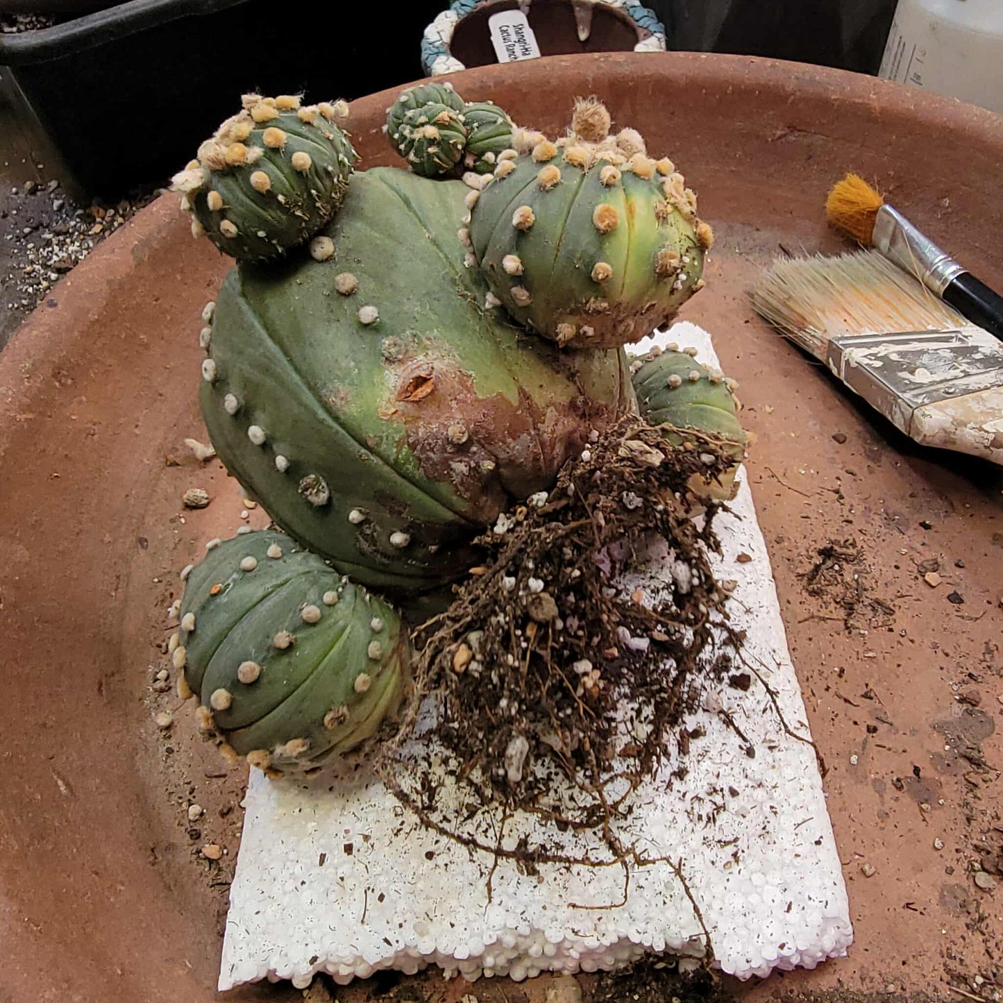 Astrophytum asterias - BIG Cluster! 5 Heads + Babies!