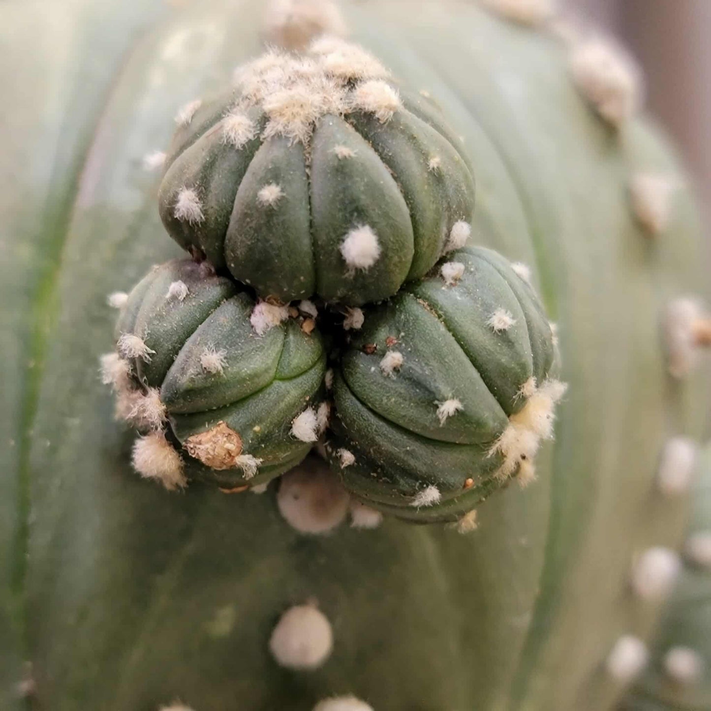 Astrophytum asterias - BIG Cluster! 5 Heads + Babies!