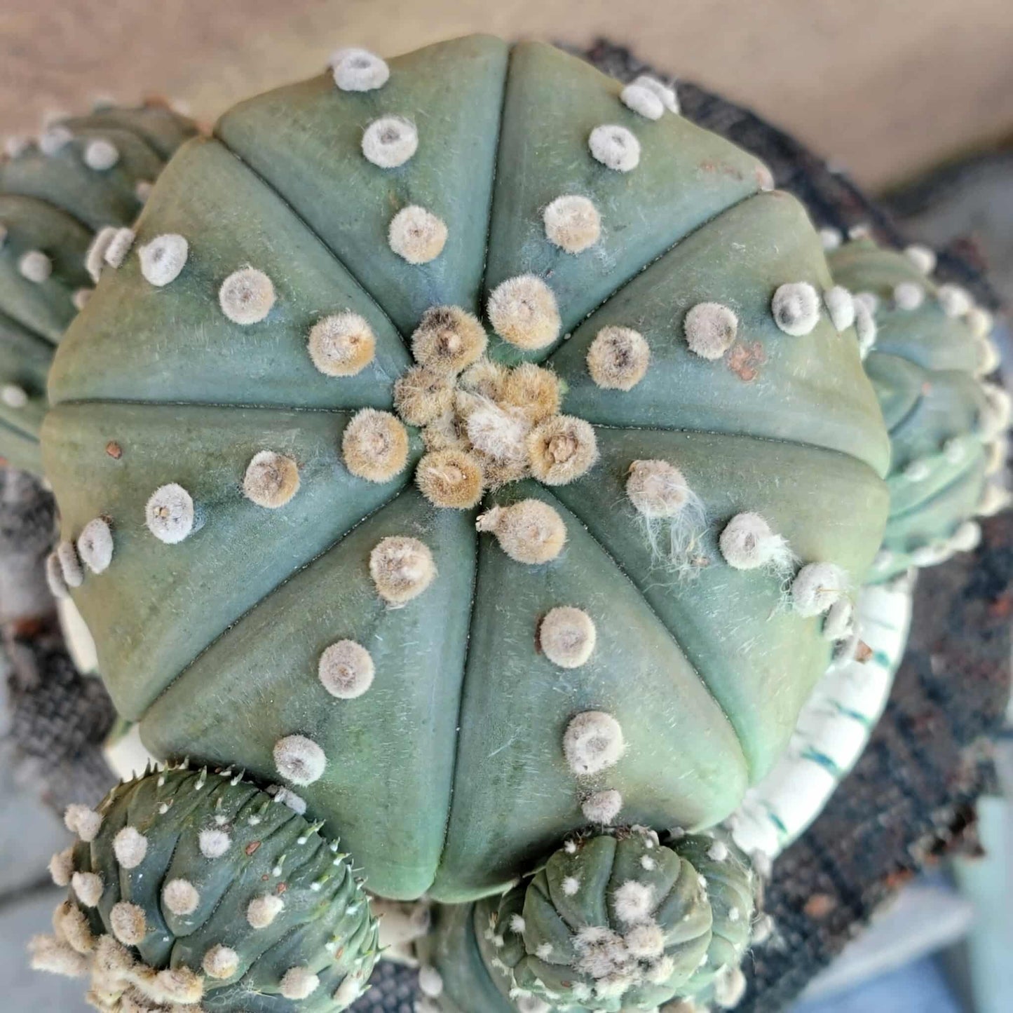 Astrophytum asterias - BIG Cluster! 5 Heads + Babies!