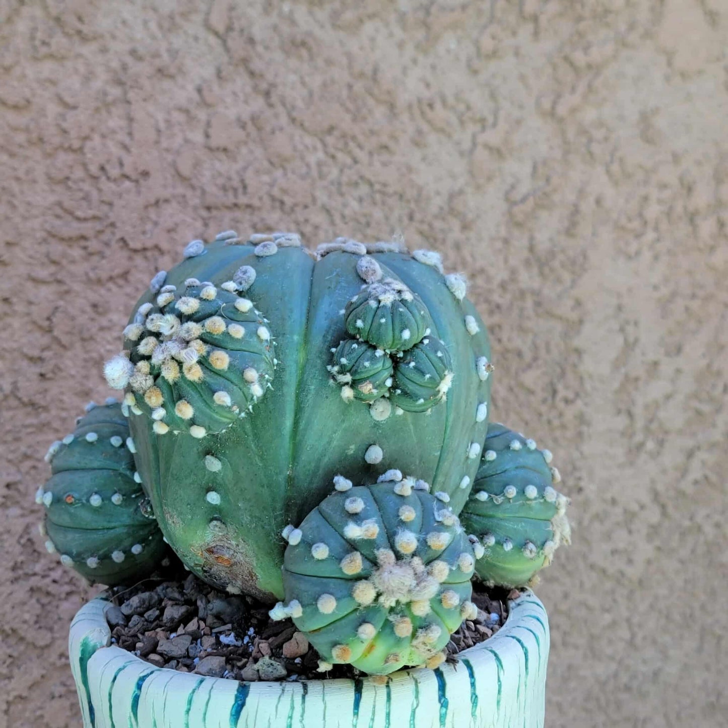 Astrophytum asterias - BIG Cluster! 5 Heads + Babies!