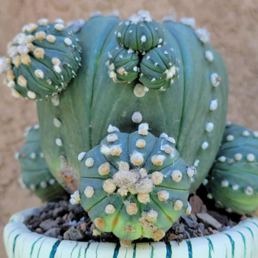 Astrophytum asterias - BIG Cluster! 5 Heads + Babies!
