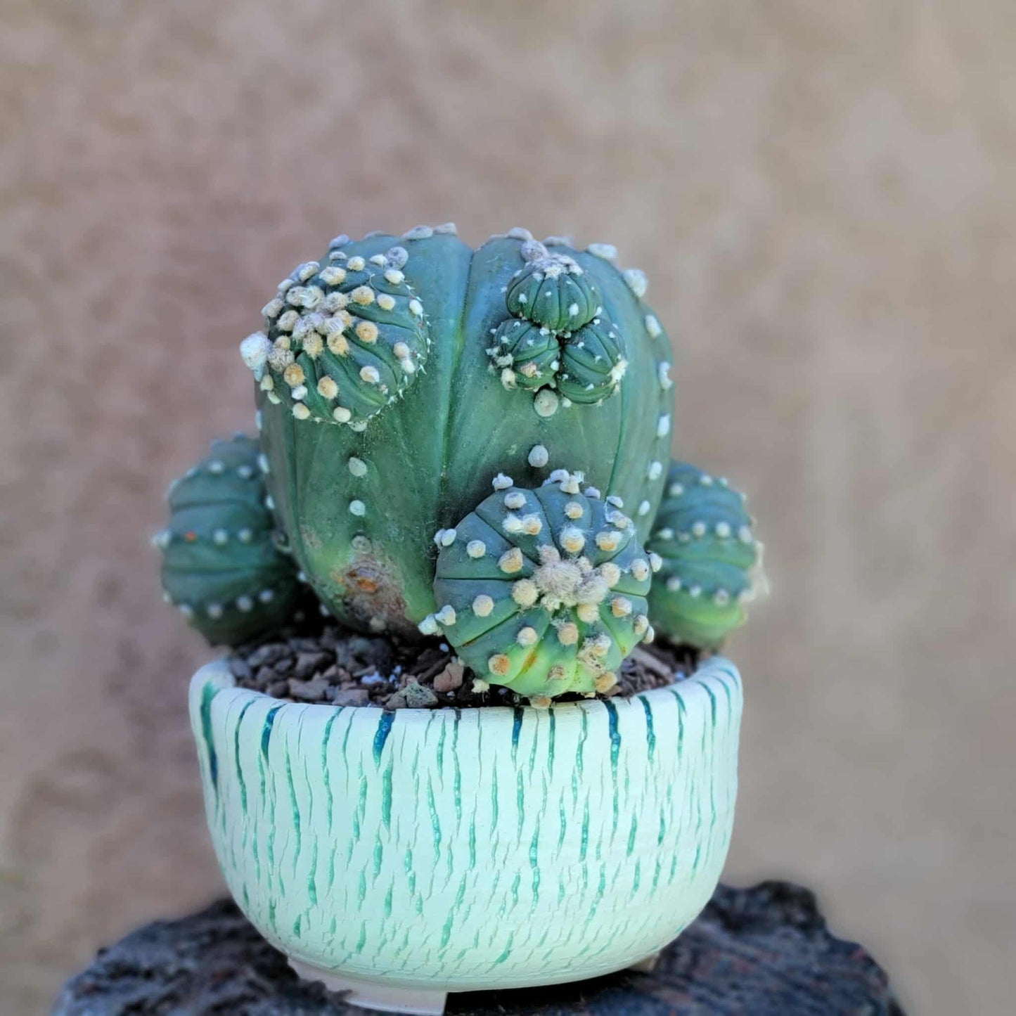 Astrophytum asterias - BIG Cluster! 5 Heads + Babies!
