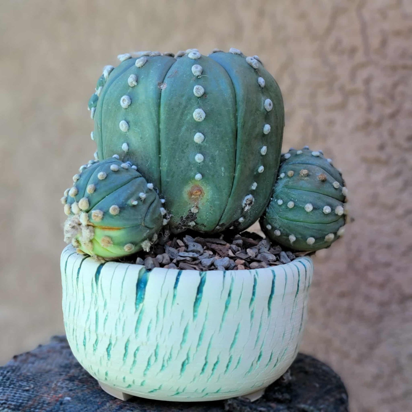 Astrophytum asterias - BIG Cluster! 5 Heads + Babies!