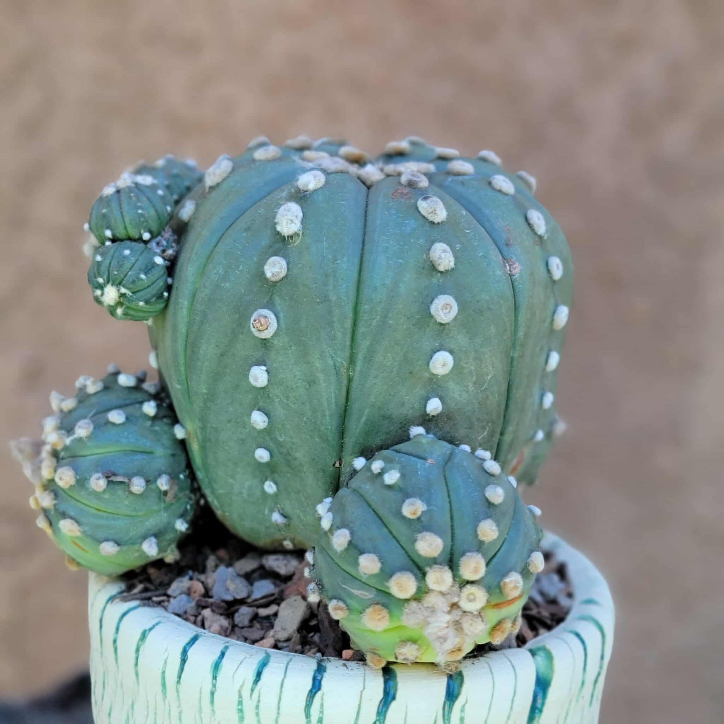 Astrophytum asterias - BIG Cluster! 5 Heads + Babies!