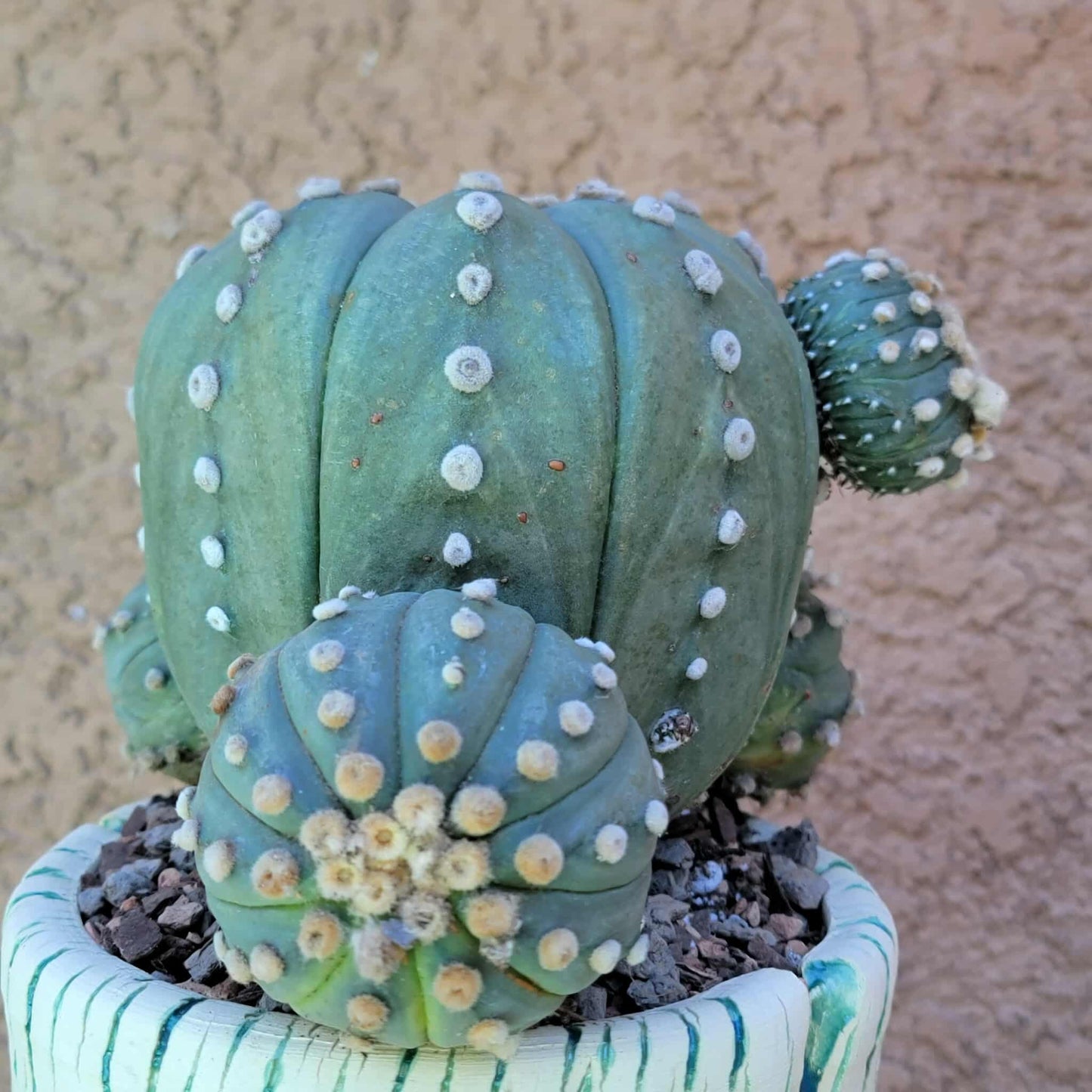 Astrophytum asterias - BIG Cluster! 5 Heads + Babies!