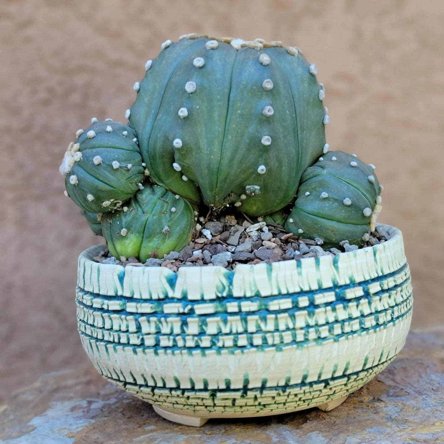 Astrophytum asterias - BIG Cluster! 6 Heads + Babies!