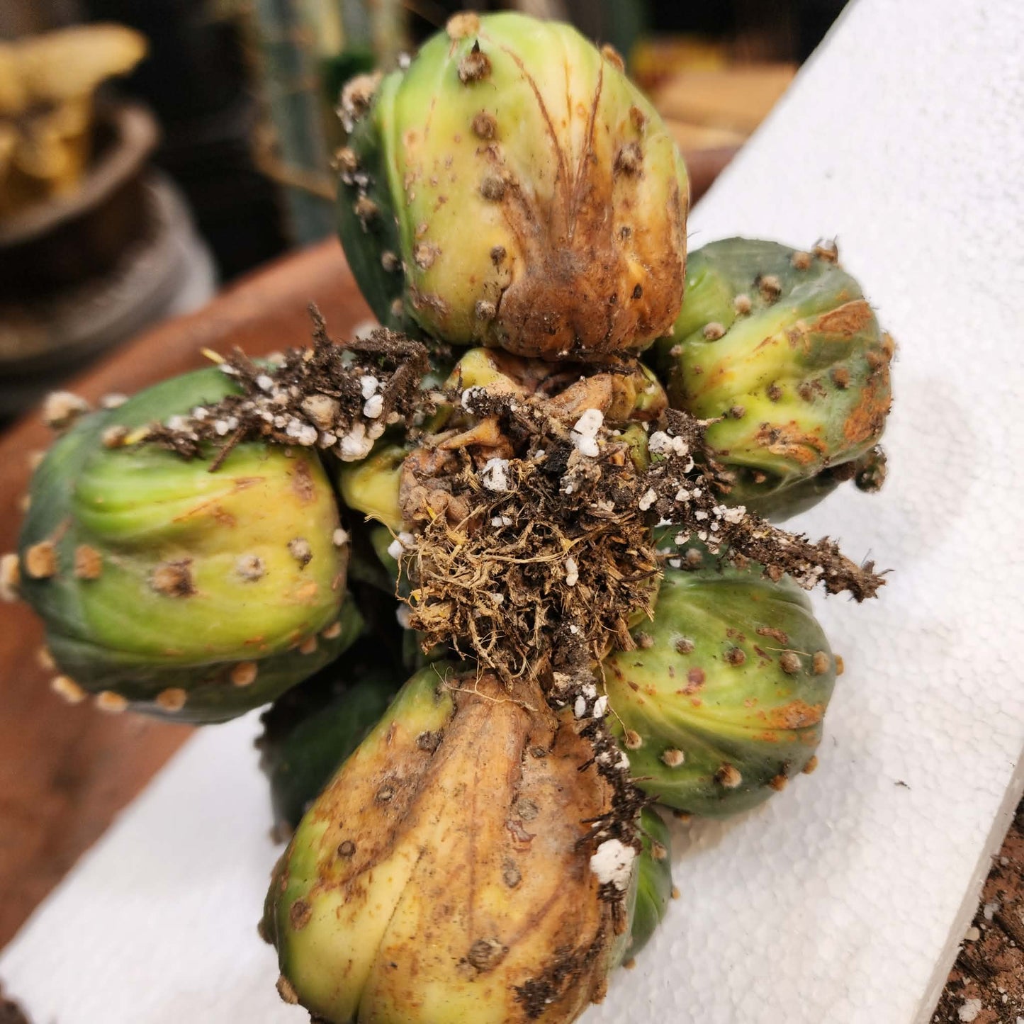 Astrophytum asterias - BIG Cluster! 8 Heads + Babies!