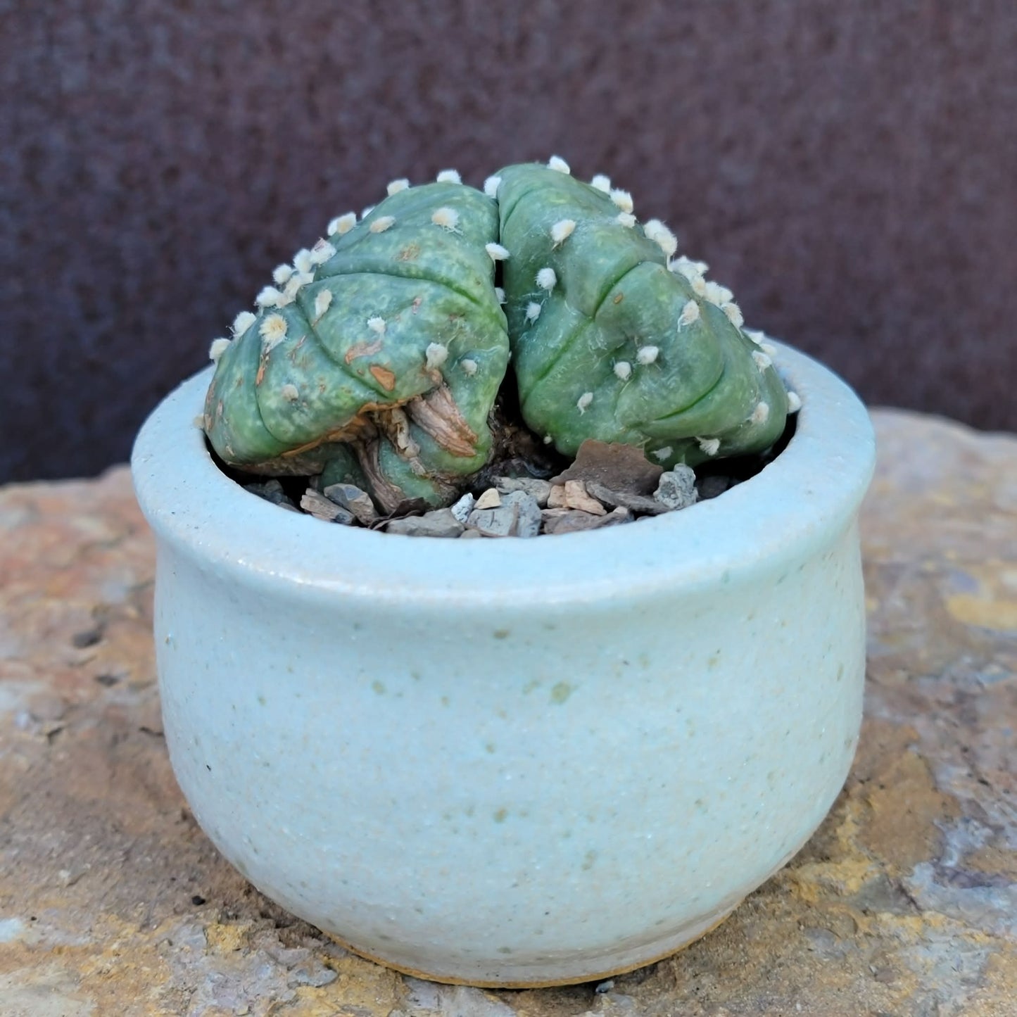 Astrophytum asterias - Double-Head