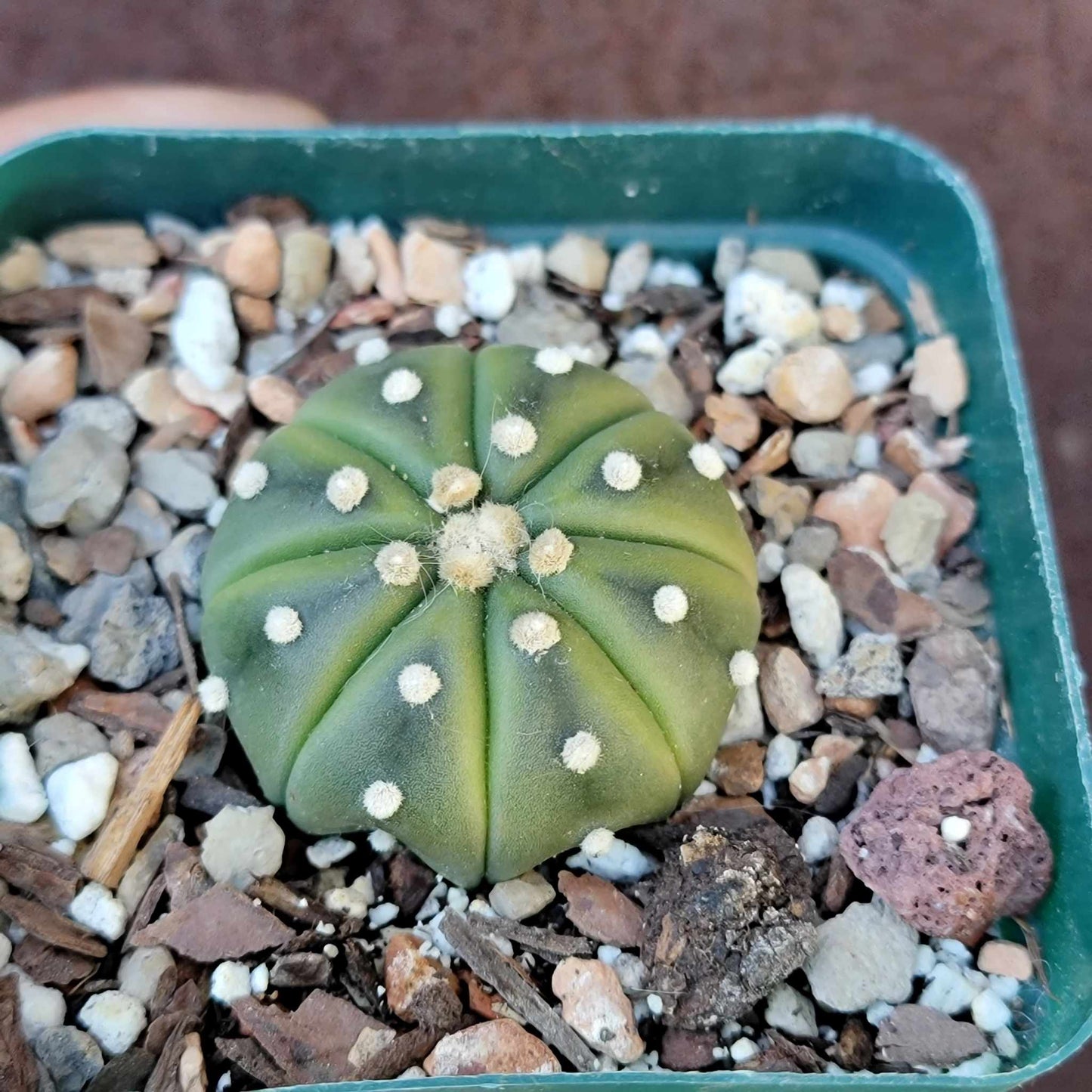 Cactus Bundle #1 - 4 Varieties