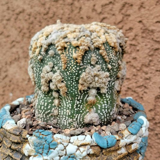 Astrophytum asterias cv. Hanazono