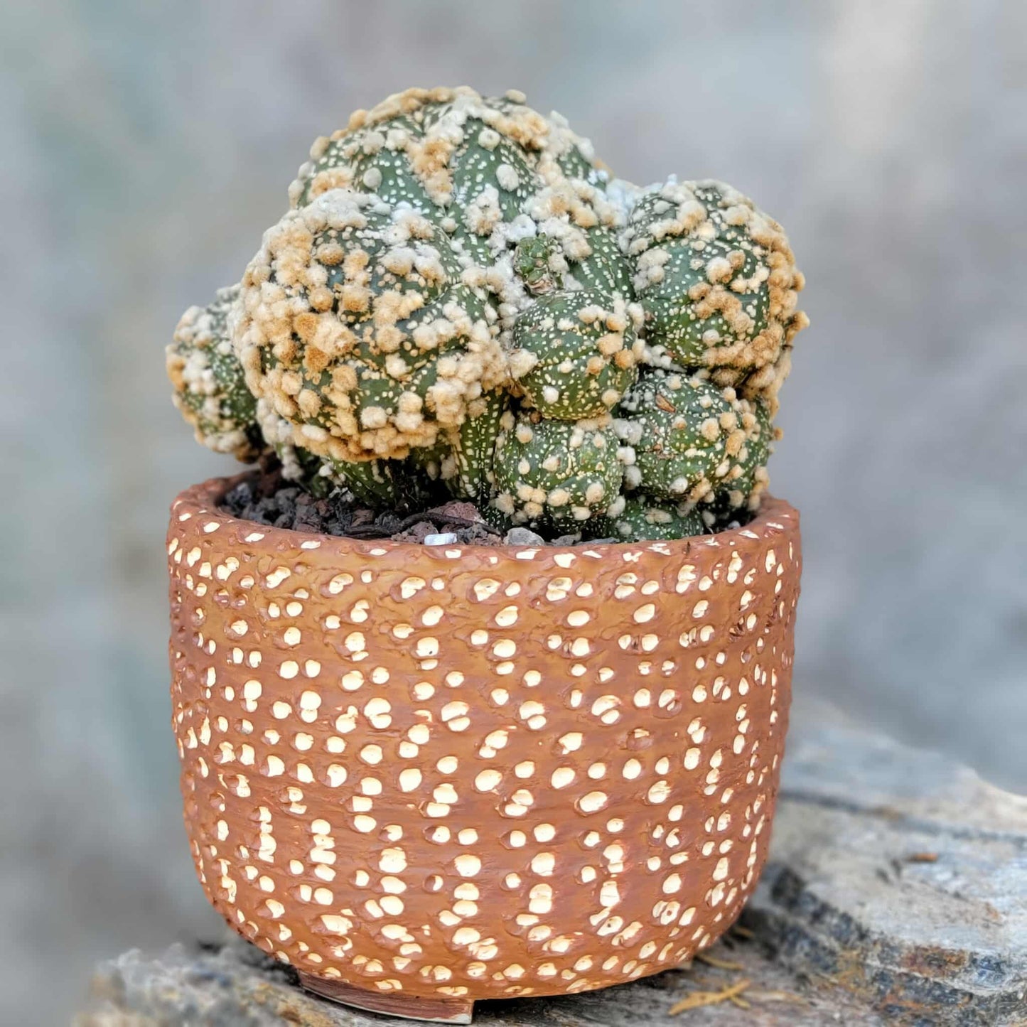 Astrophytum asterias cv. Hanazono - BIG Cluster!