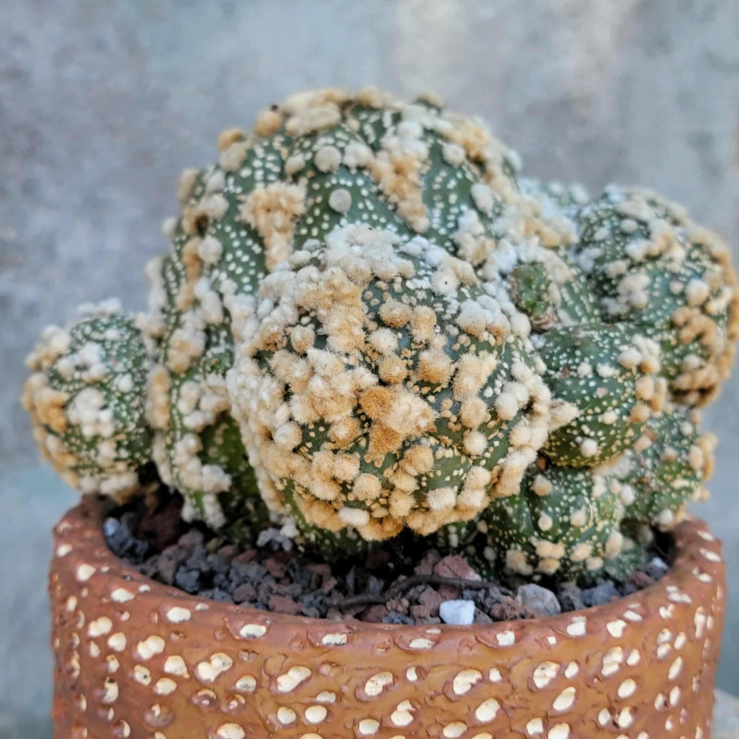 Astrophytum asterias cv. Hanazono - BIG Cluster!