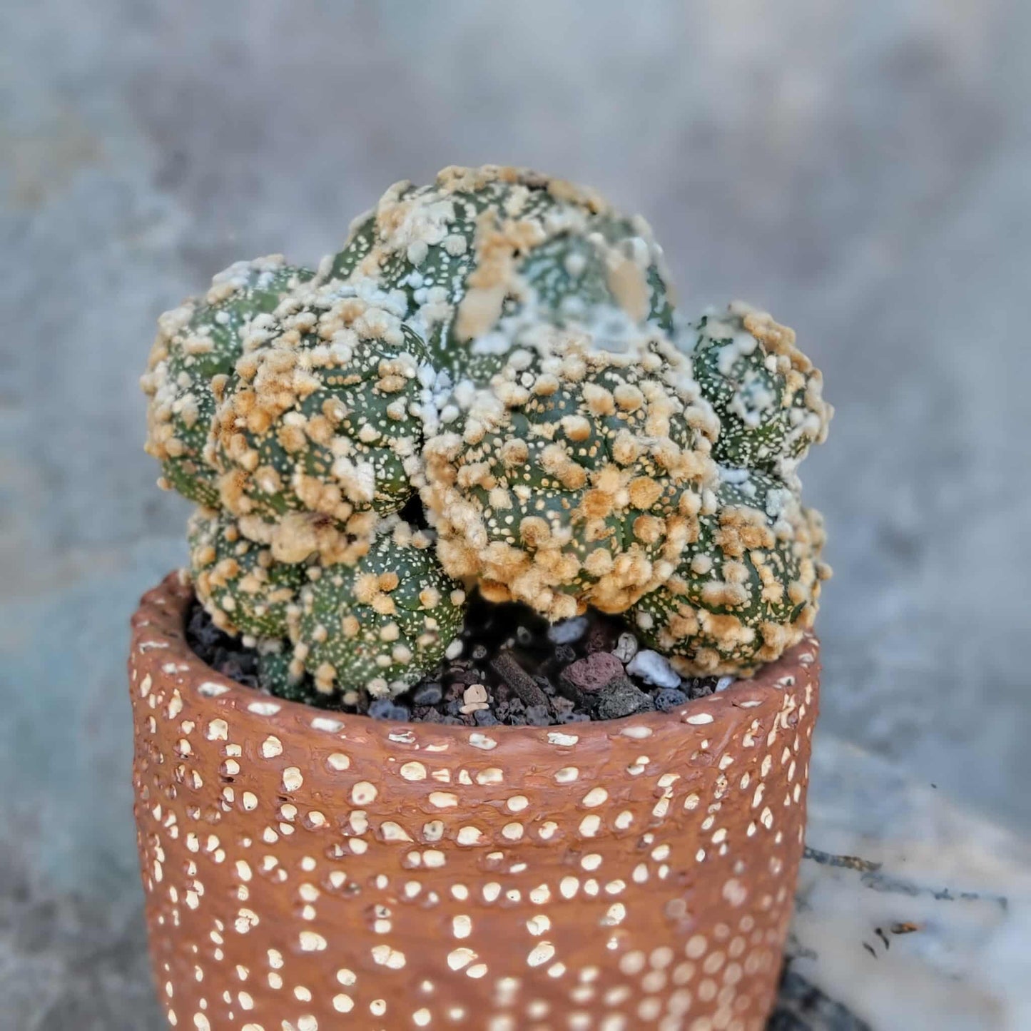 Astrophytum asterias cv. Hanazono - BIG Cluster!